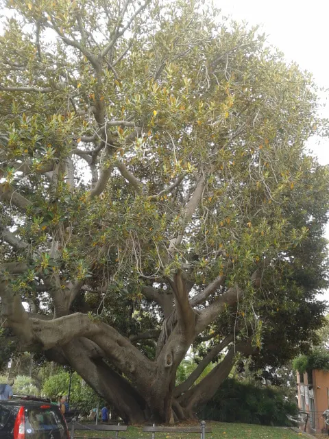 Moreton Bay Fig (Ficus Macrophylla Nitida) — Ideal for large parks or estates, this specimen requires well-drained soil; with its vast root system, image 48