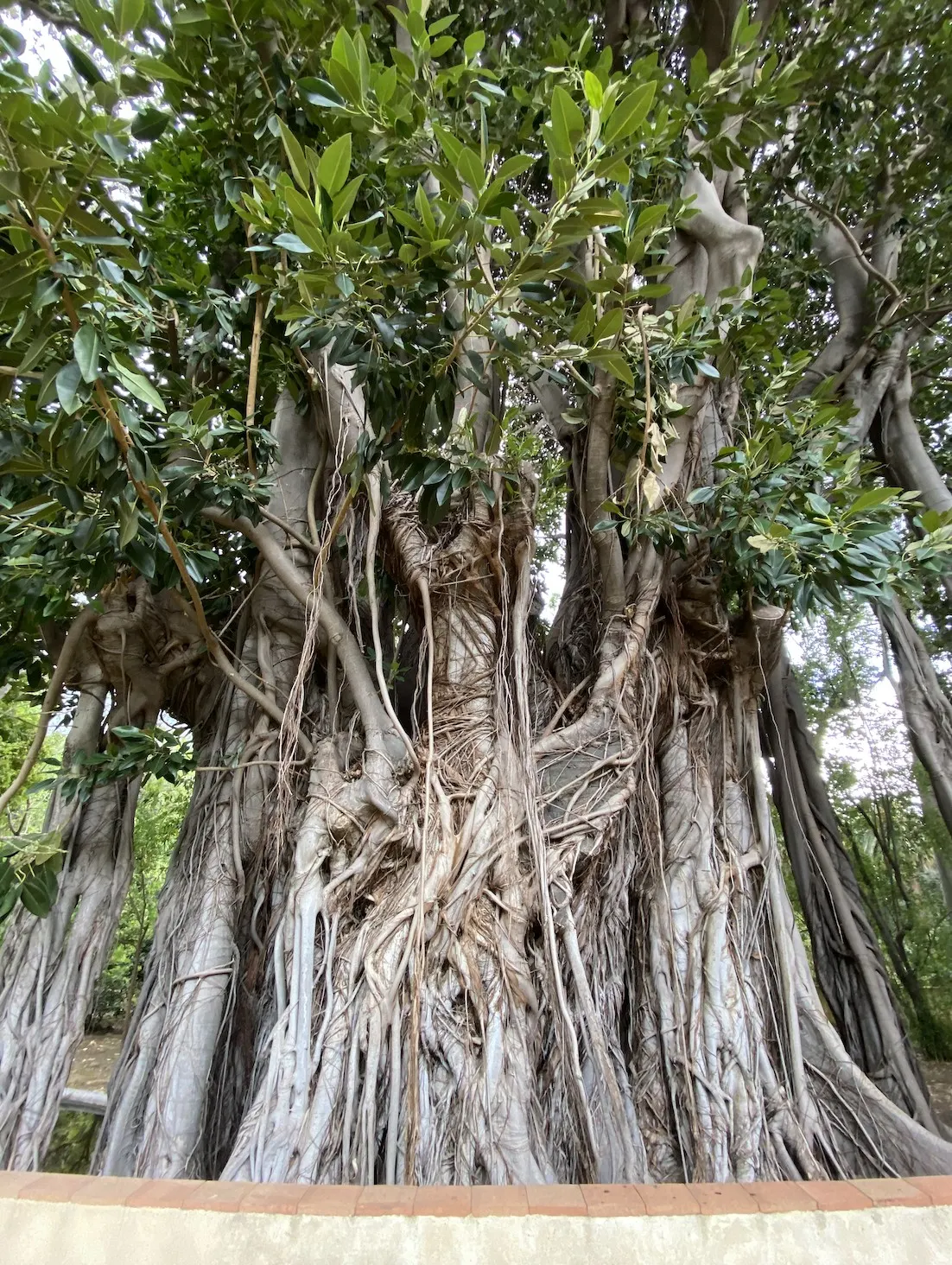 Moreton Bay Fig (Ficus Macrophylla Nitida) — The Moreton Bay Fig thrives in USDA zones 9 to 11 and prefers full sun to partial shade
