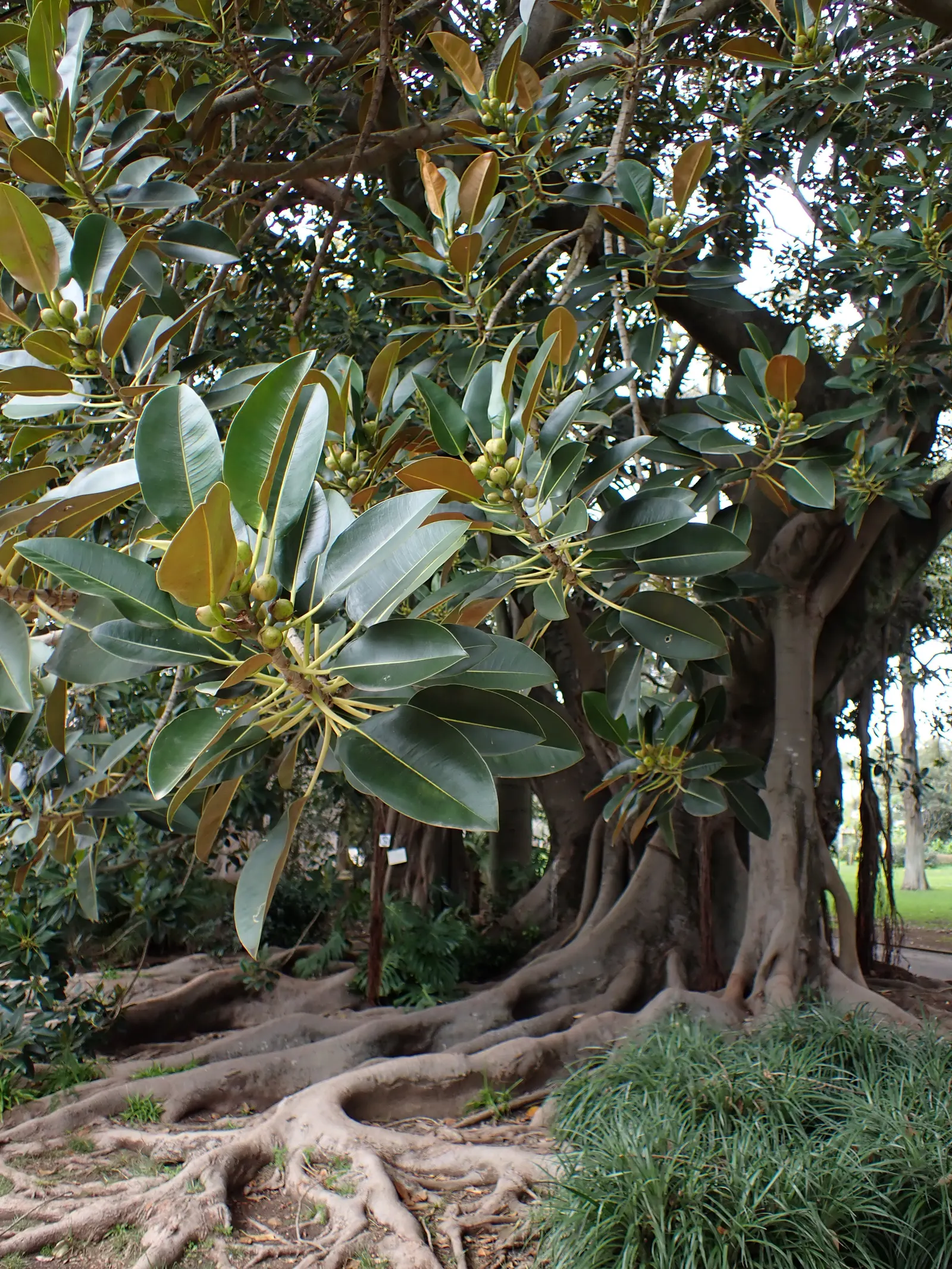 Moreton Bay Fig (Ficus Macrophylla Nitida) — which features buttress roots; offering a year-round interest