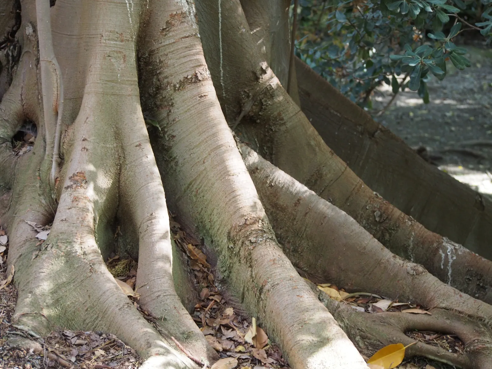 Moreton Bay Fig (Ficus Macrophylla Nitida) — commonly reaching heights of 50 to 80 feet