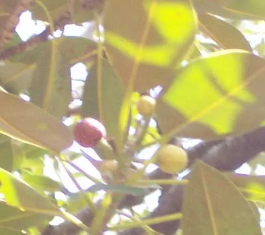 Moreton Bay Fig (Ficus Macrophylla Nitida) — which can grow up to 10 inches in length