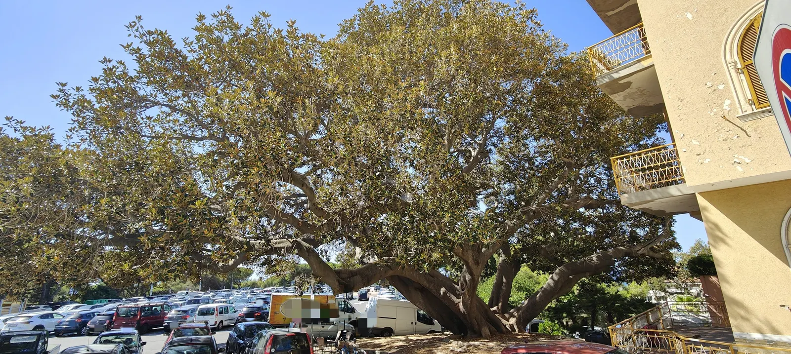 Moreton Bay Fig (Ficus Macrophylla Nitida) — consider that this tree is as broad as it is tall; tree for full or half or shade