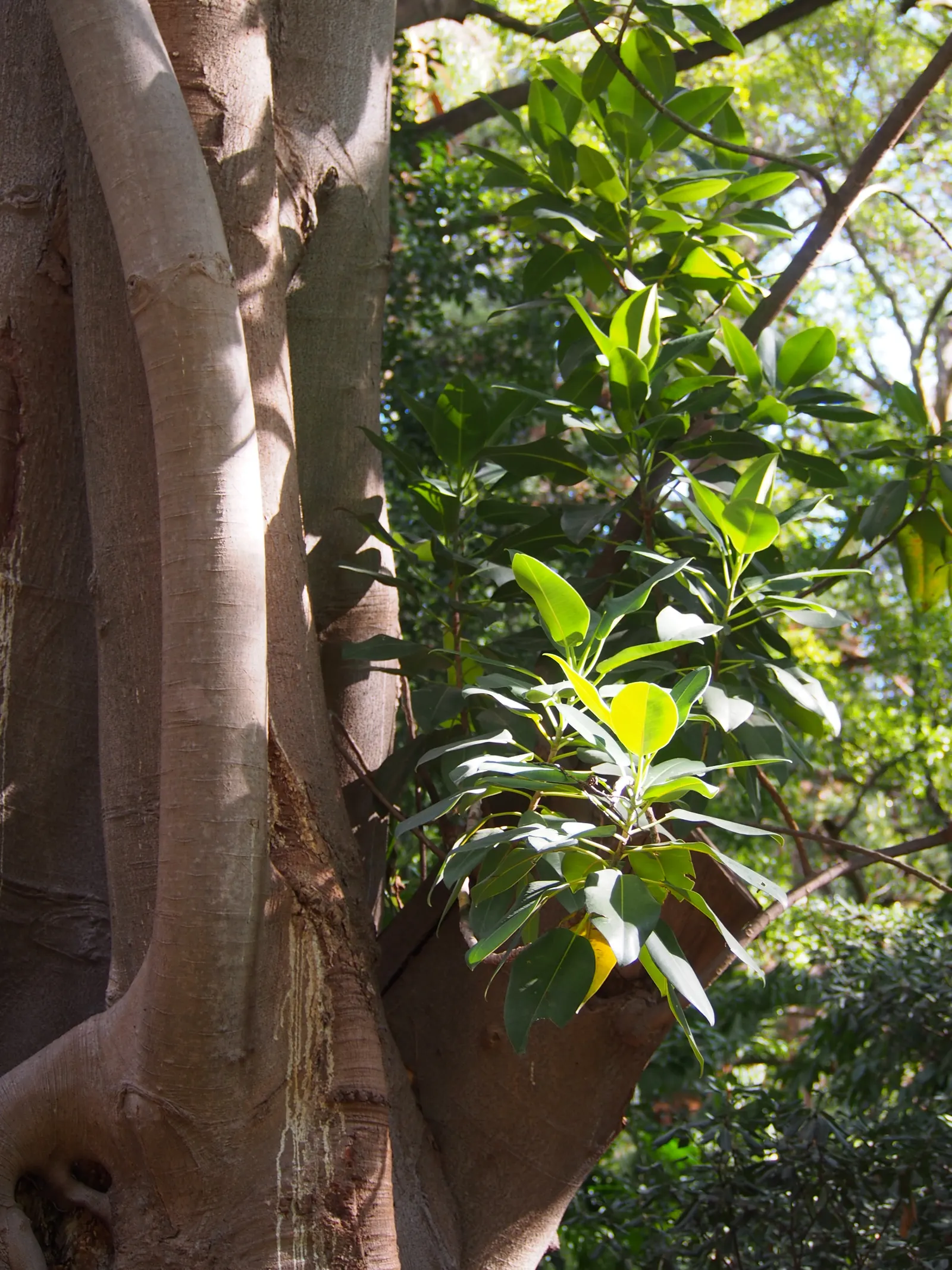Moreton Bay Fig (Ficus Macrophylla Nitida) — With its vast root system, allocate ample space in the design - mature specimens can spread 100-150 feet wide