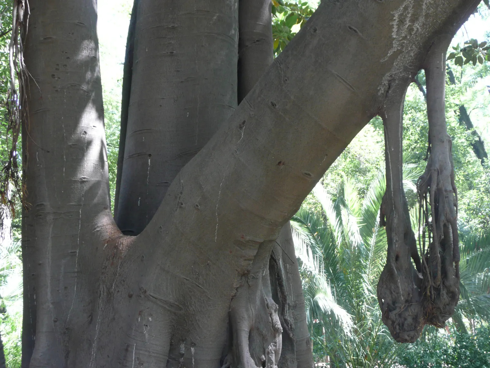 Moreton Bay Fig (Ficus Macrophylla Nitida) — It boasts glossy, leathery leaves that can grow up to 12 inches long, offering robust shade; the, image 46