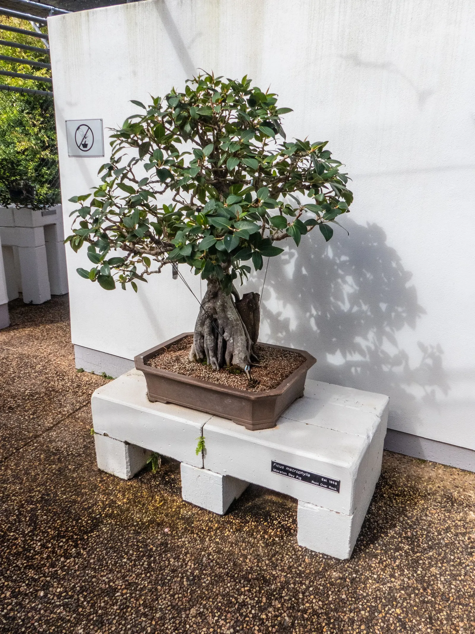 Moreton Bay Fig (Ficus Macrophylla Nitida) — often spanning a breadth of 100 to 150 feet at maturity; its aggressive root system