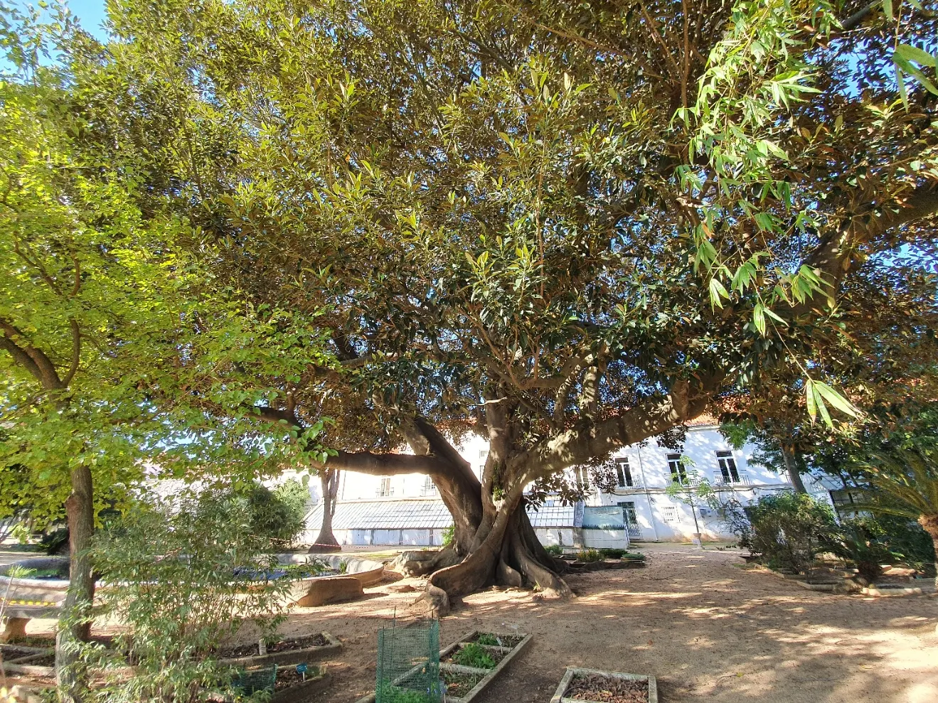 Moreton Bay Fig (Ficus Macrophylla Nitida) — conducive to providing ample shade and visual grandeur.<br><br>Characterized by its glossy; which features