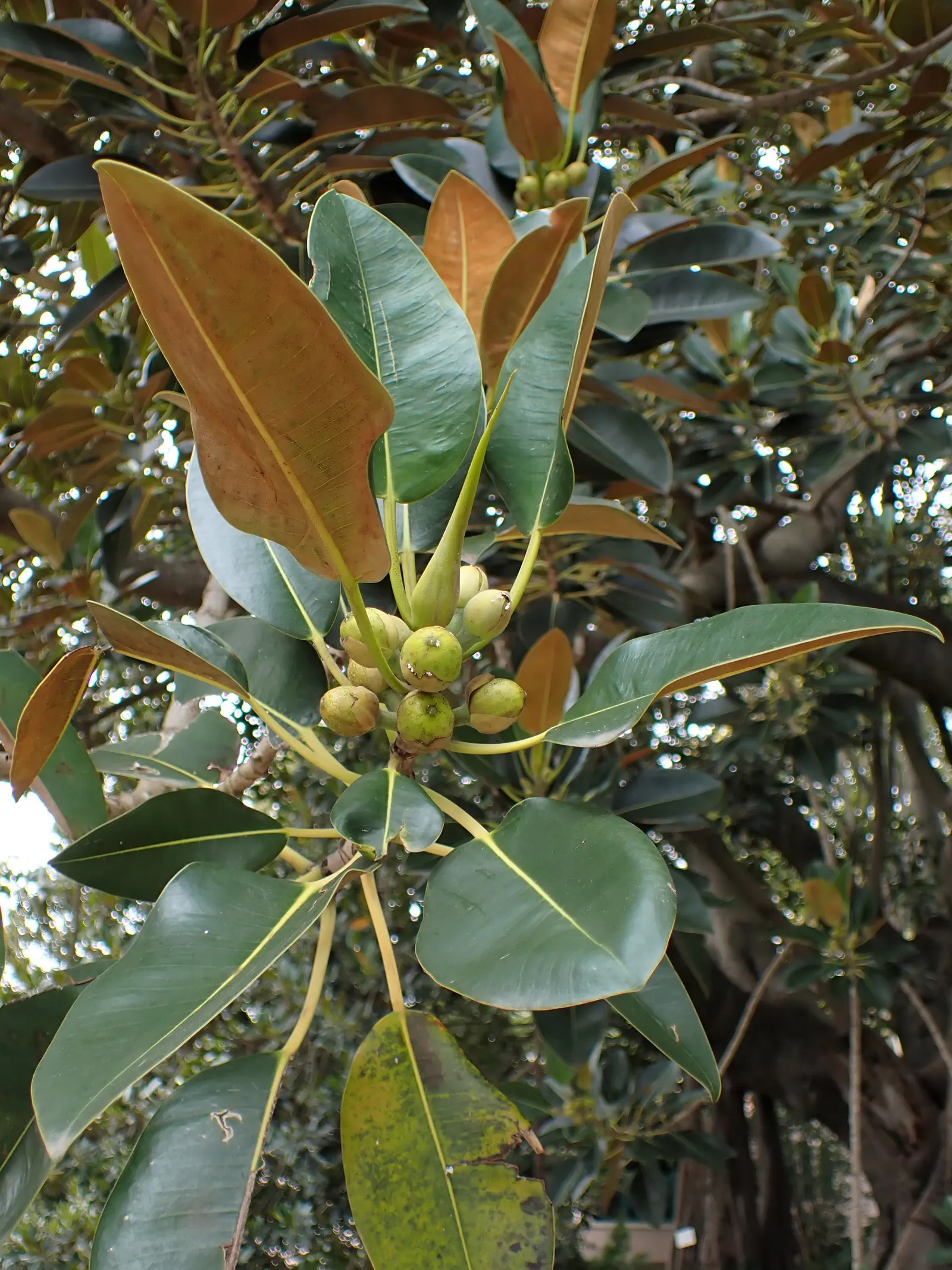 Moreton Bay Fig (Ficus Macrophylla Nitida) — renowned for its expansive canopy and striking presence; conducive to providing ample shade and visual