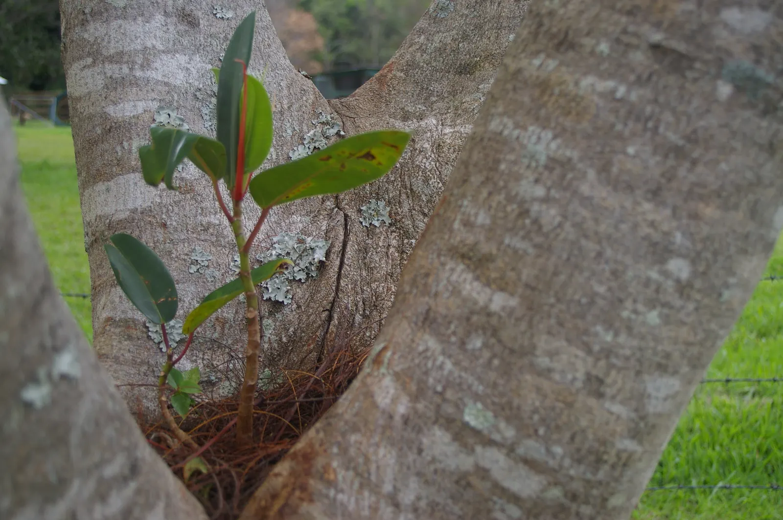 Moreton Bay Fig (Ficus Macrophylla Nitida) — the Moreton Bay Fig can serve as a stunning solitary specimen or as part of a larger ensemble of trees; consider