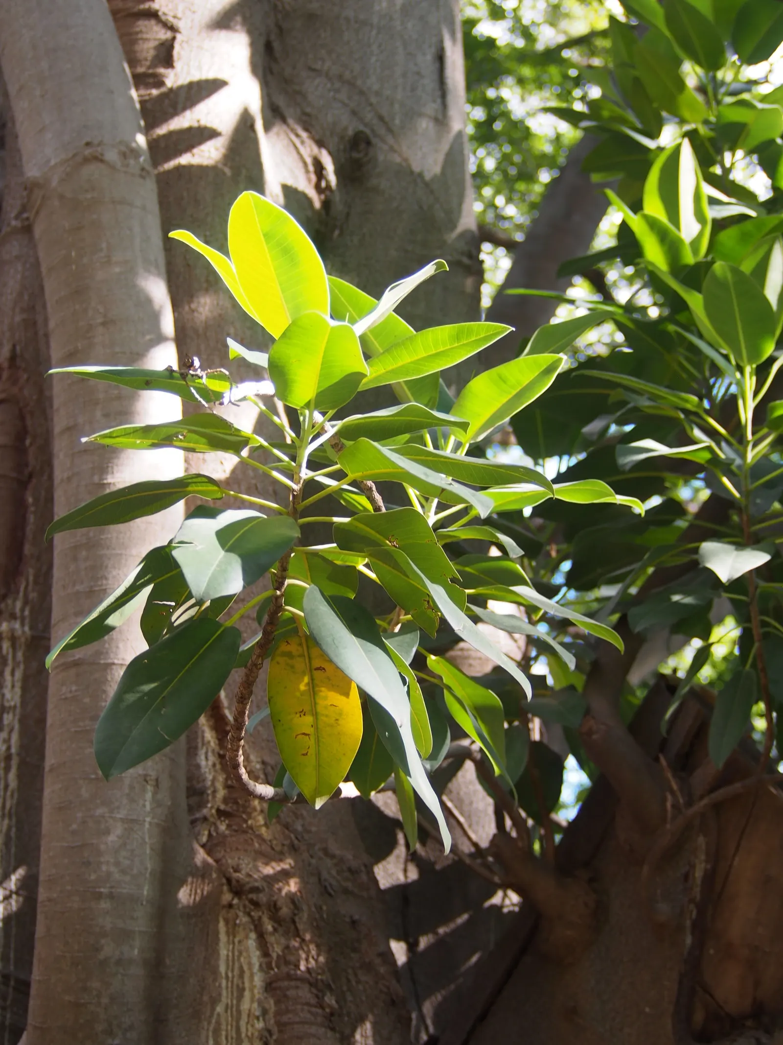 Moreton Bay Fig (Ficus Macrophylla Nitida) — The Moreton Bay Fig thrives in USDA zones 9 to 11 and prefers full sun to partial shade; scientifically named