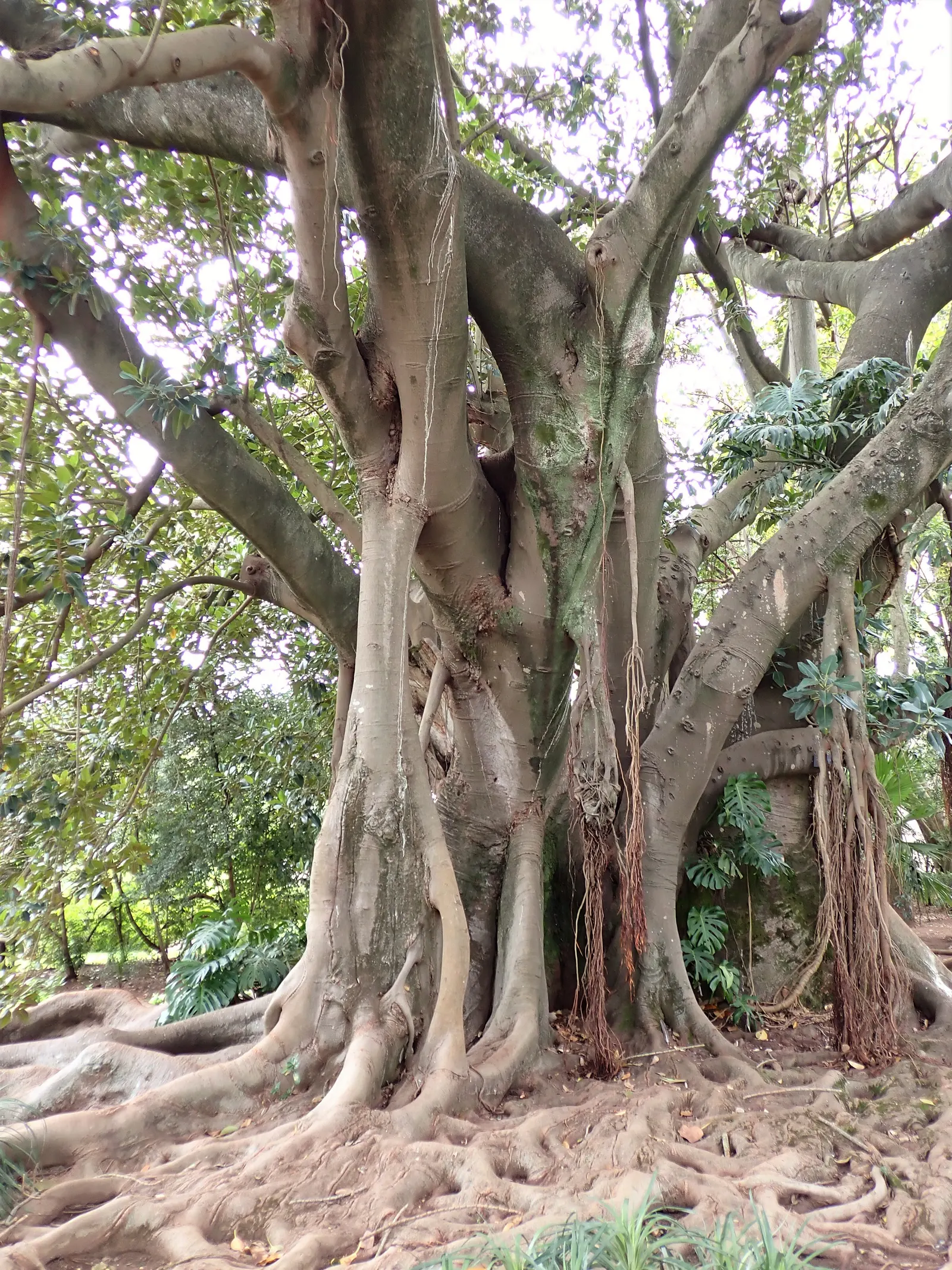 Moreton Bay Fig (Ficus Macrophylla Nitida) — However, due to its size, it is more suitable for larger estates or public parks where it can grow unimpeded; the