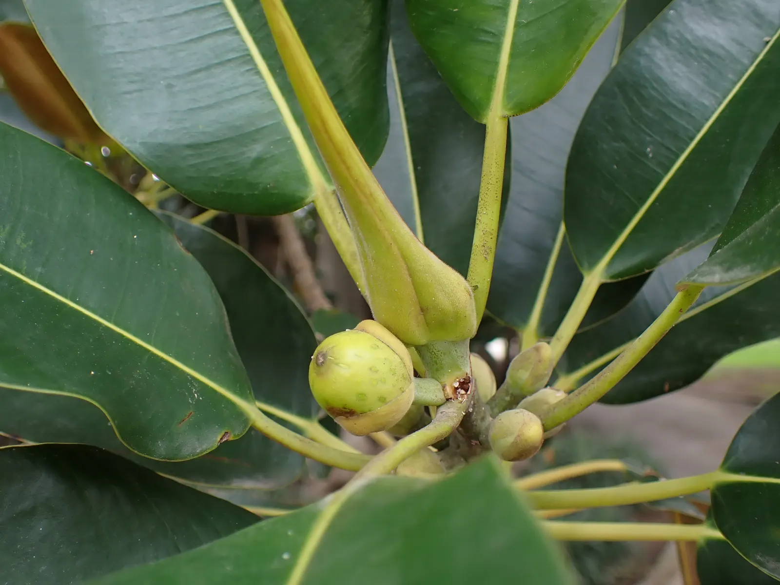 Moreton Bay Fig (Ficus Macrophylla Nitida) — However, due to its size, it is more suitable for larger estates or public parks where it can grow unimpeded