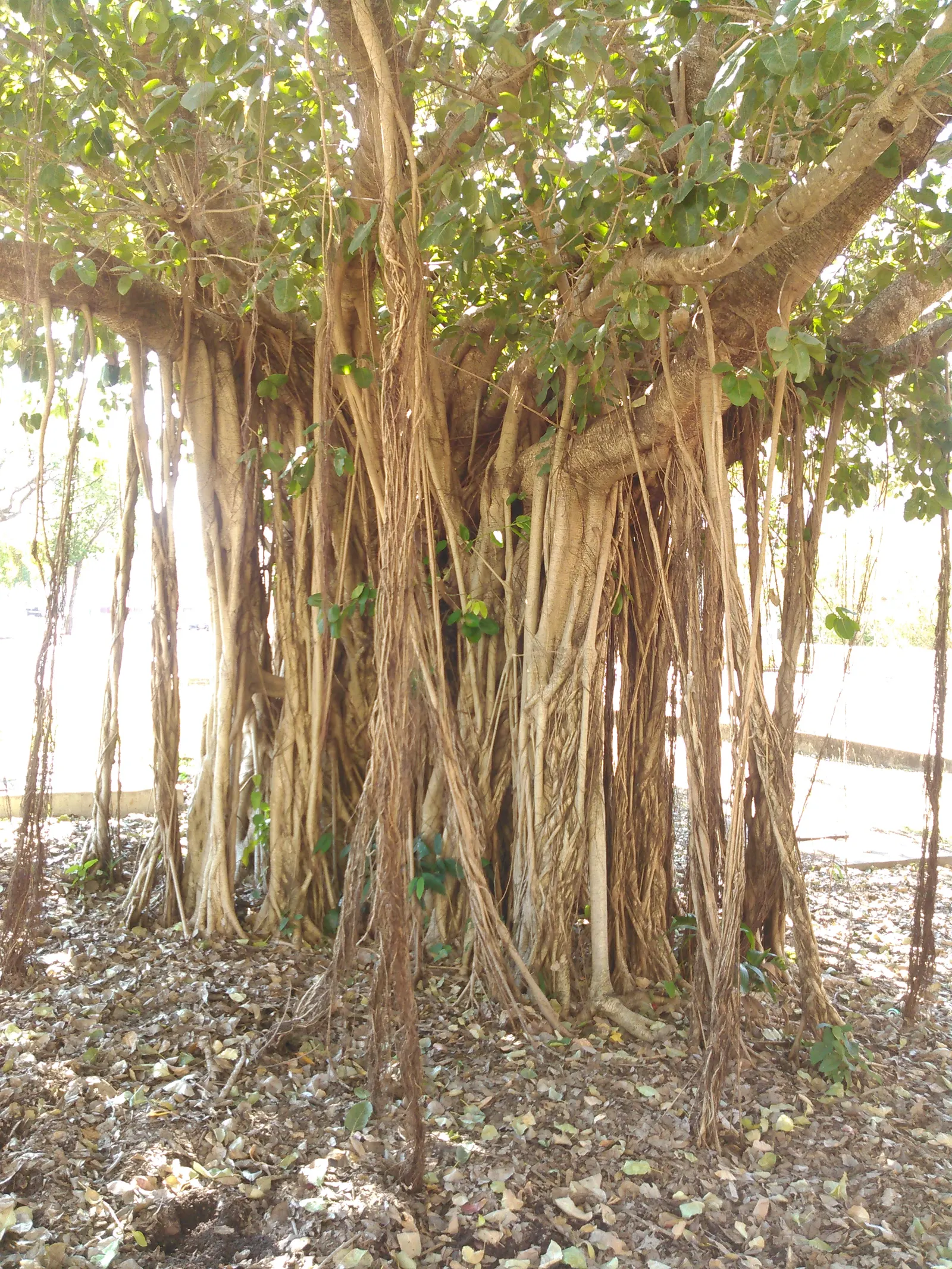 Moreton Bay Fig (Ficus Macrophylla Nitida) — The fig's notable bark and aerial roots also add texture and complexity within garden compositions