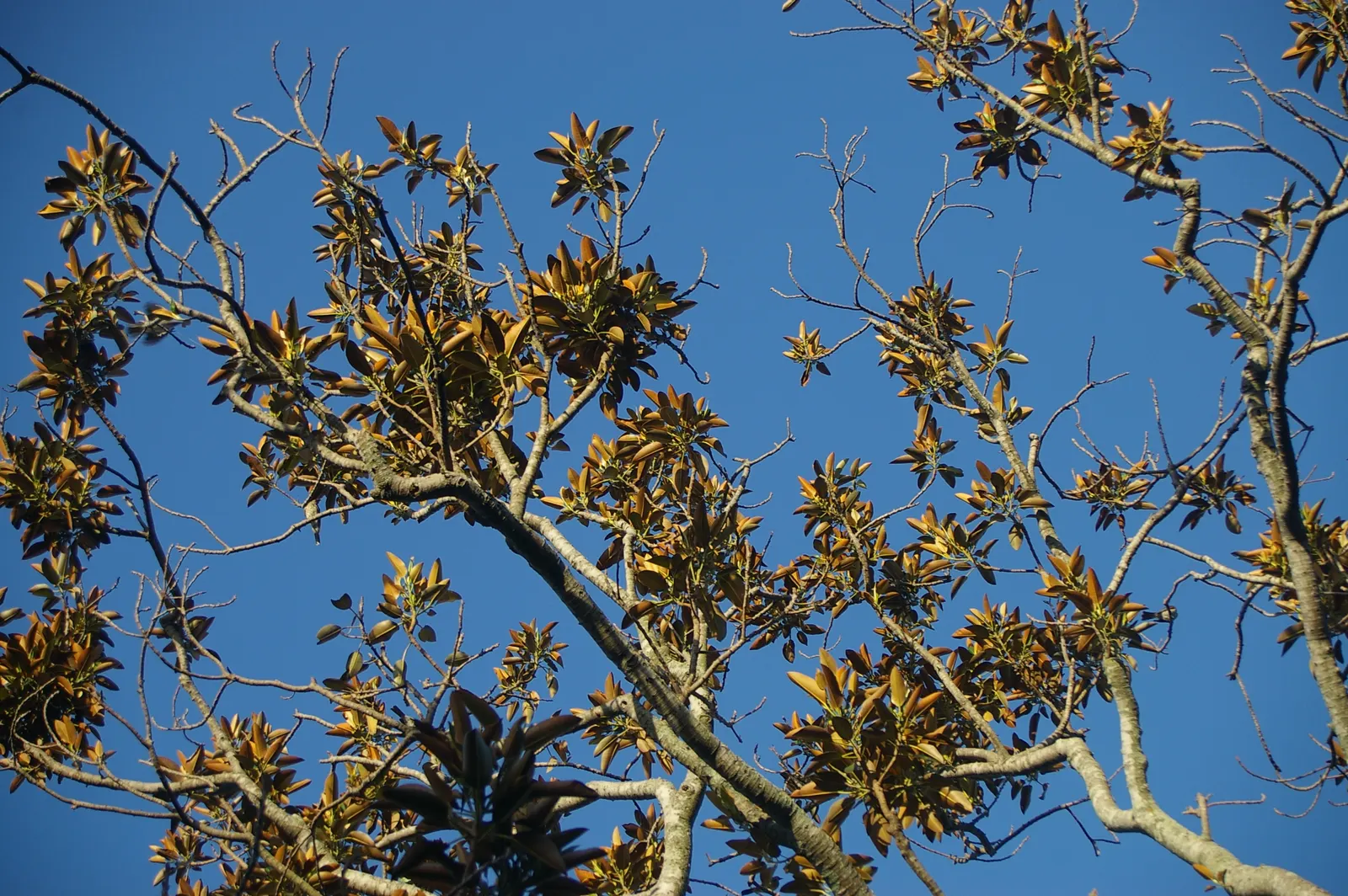 Moreton Bay Fig (Ficus Macrophylla Nitida) — is a majestic and versatile evergreen