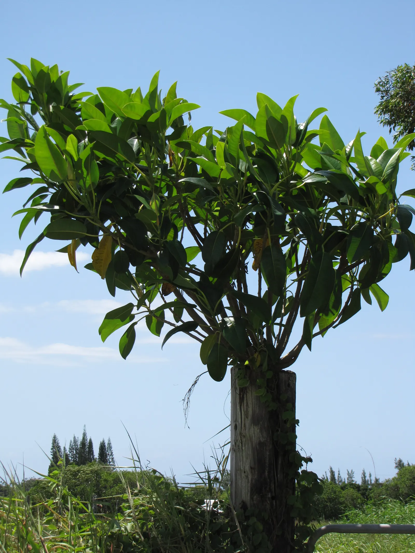 Moreton Bay Fig (Ficus Macrophylla Nitida) — the Moreton Bay Fig creates a dense canopy; renowned for its expansive canopy and striking presence