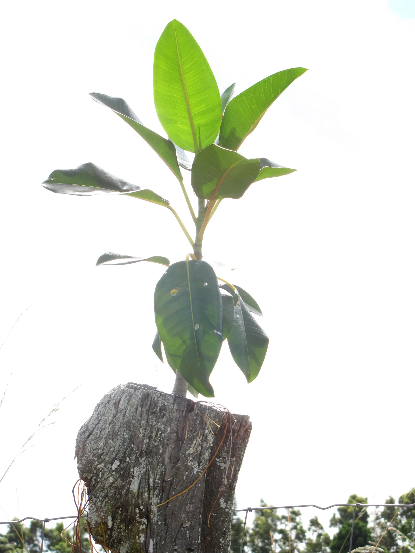 Moreton Bay Fig (Ficus Macrophylla Nitida) — The Moreton Bay Fig, or Ficus macrophylla nitida, is a majestic evergreen with a broad, dense canopy, image 45