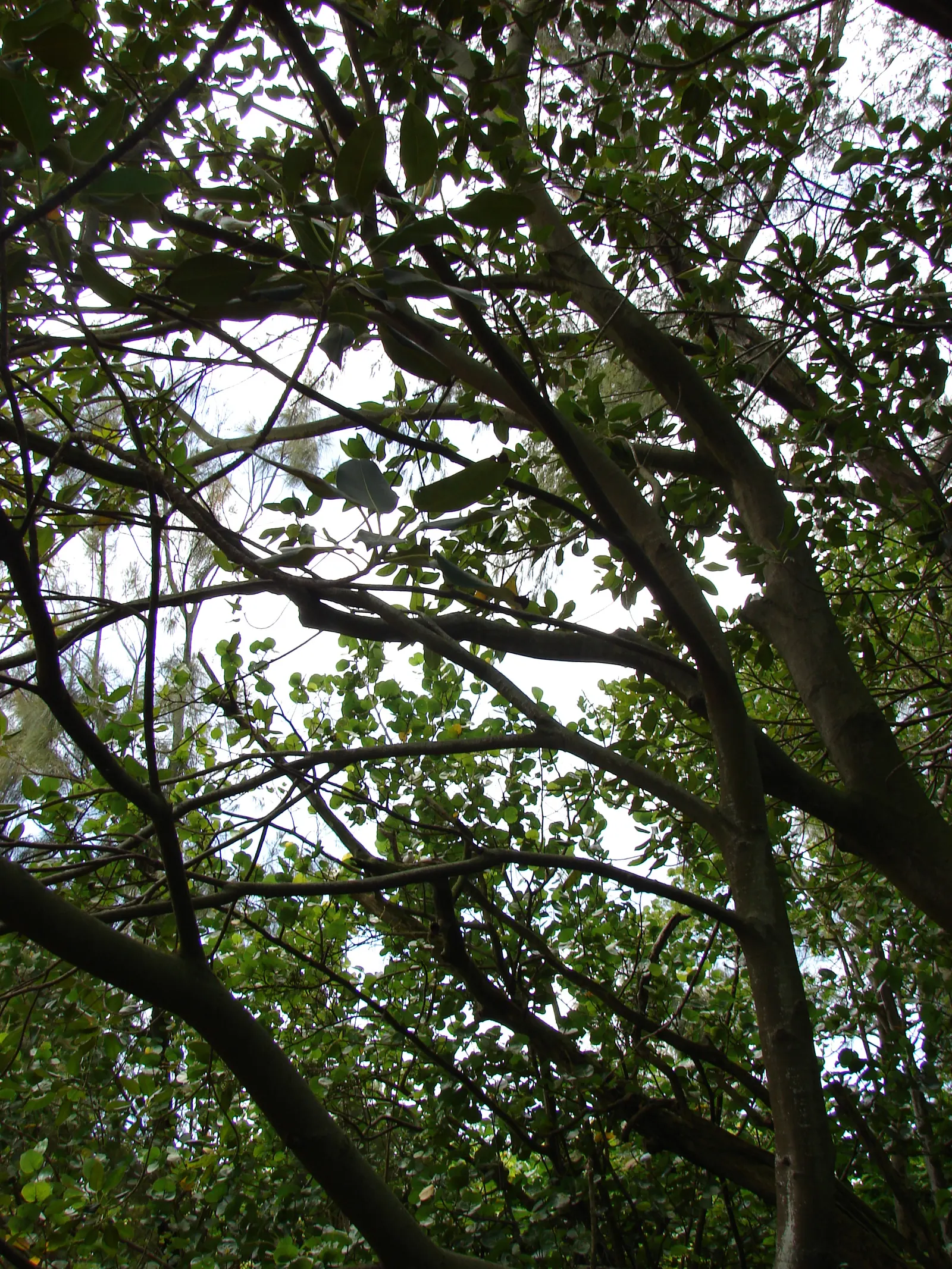 Moreton Bay Fig (Ficus Macrophylla Nitida) — scientifically named Ficus macrophylla nitida; the Moreton Bay Fig thrives in USDA zones 9 to 11 and prefers full