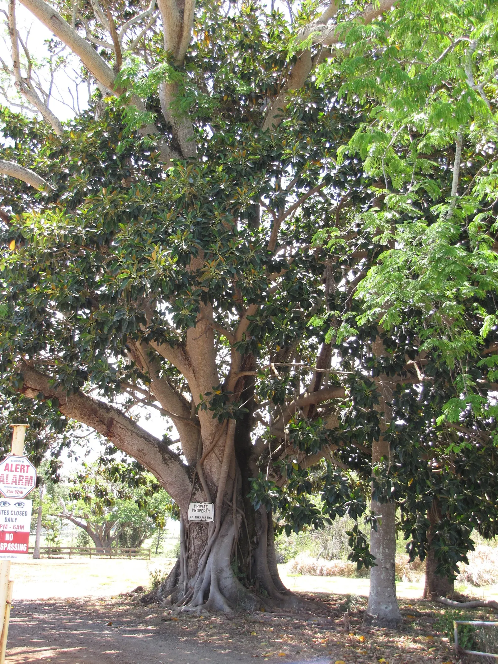 Moreton Bay Fig (Ficus Macrophylla Nitida) — the Moreton Bay Fig can serve as a stunning solitary specimen or as part of a larger ensemble of trees