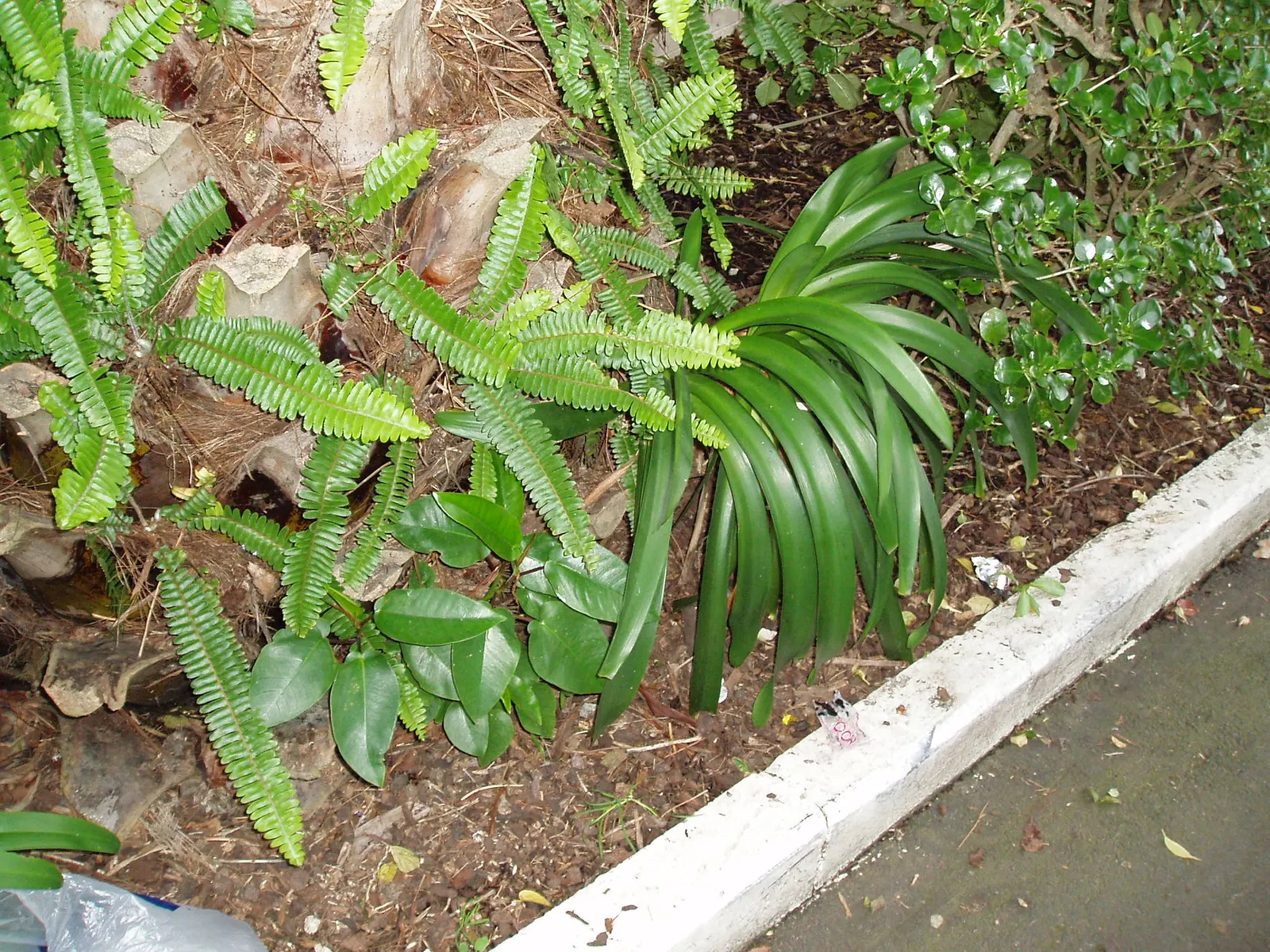 Moreton Bay Fig (Ficus Macrophylla Nitida) — often spanning a breadth of 100 to 150 feet at maturity