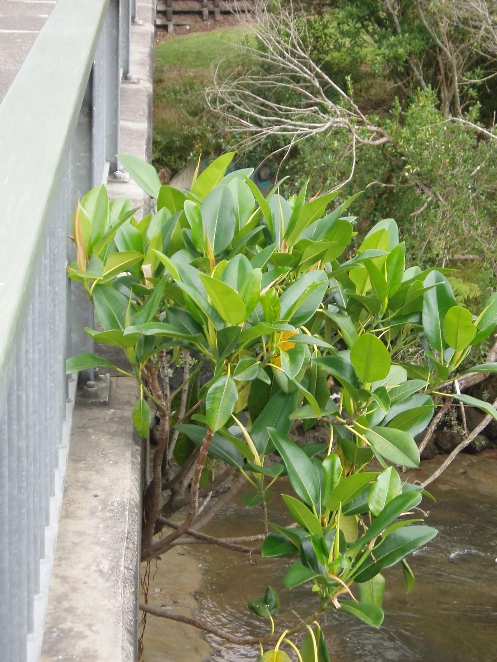 Moreton Bay Fig (Ficus Macrophylla Nitida) — Its aggressive root system