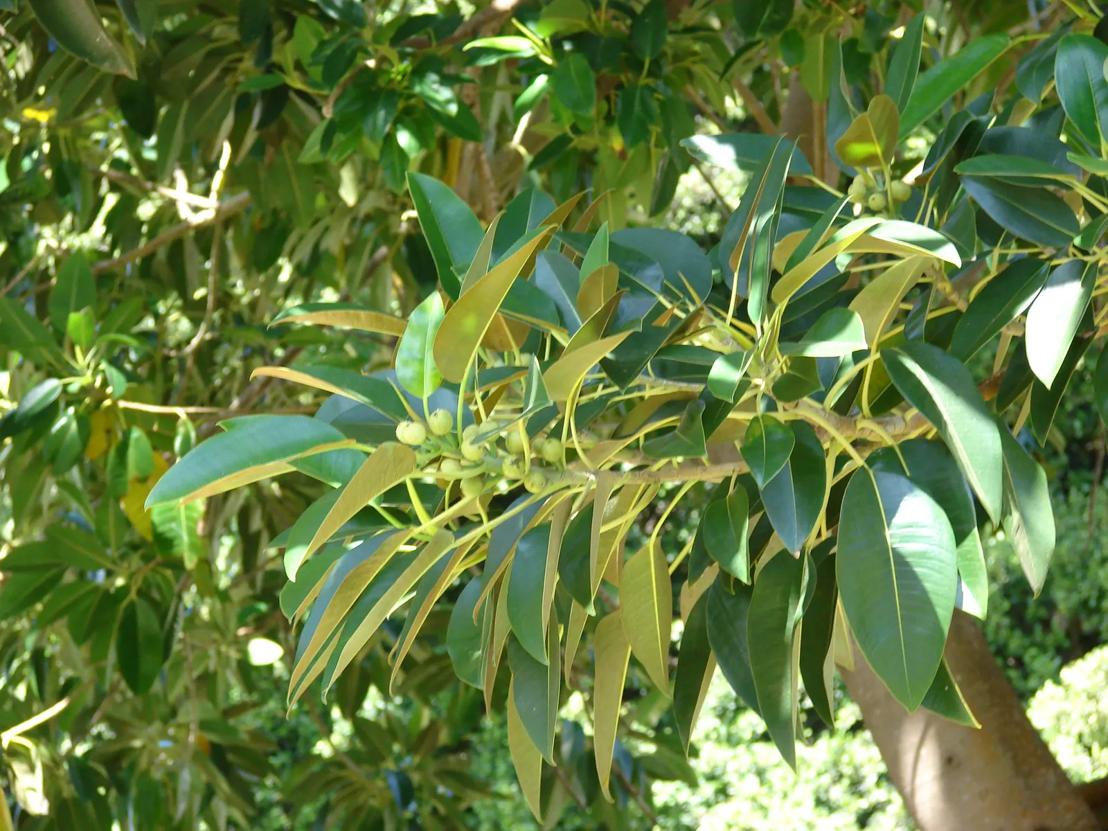 Moreton Bay Fig (Ficus Macrophylla Nitida) — commonly reaching heights of 50 to 80 feet; is a majestic and versatile evergreen