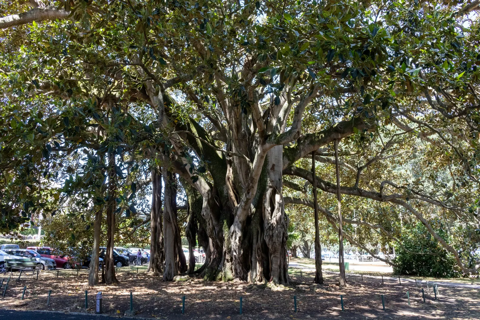 Moreton Bay Fig (Ficus Macrophylla Nitida) — renowned for its expansive canopy and striking presence