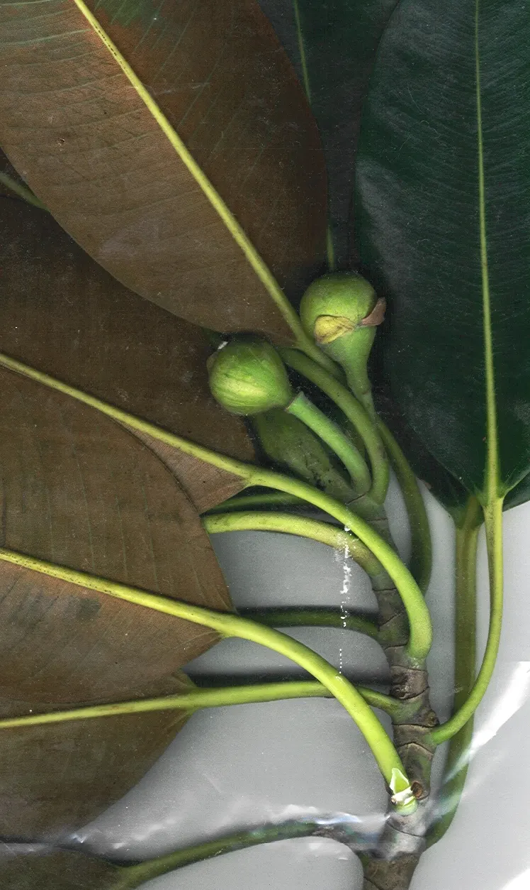 Moreton Bay Fig (Ficus Macrophylla Nitida) — scientifically named Ficus macrophylla nitida