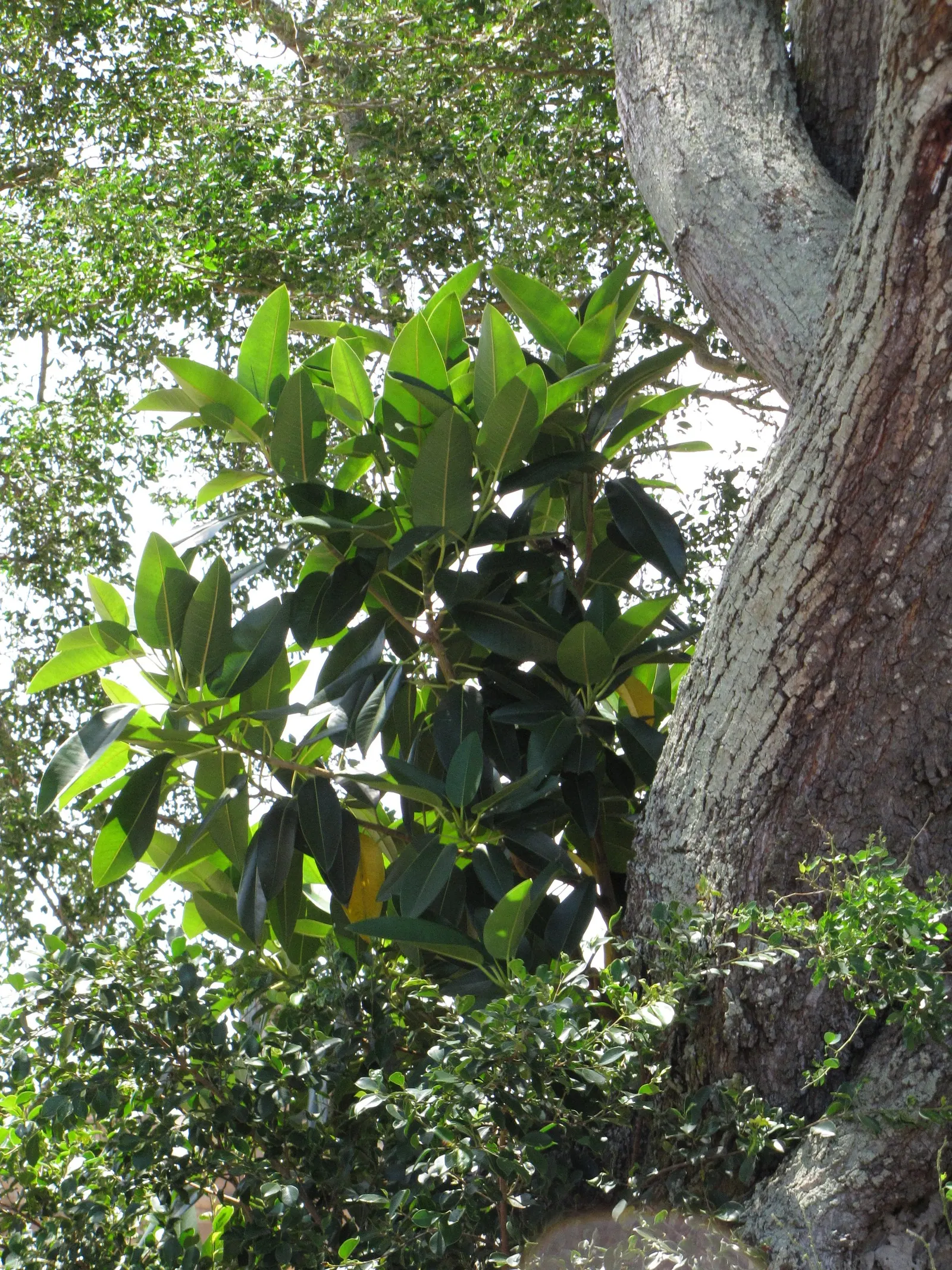 Moreton Bay Fig (Ficus Macrophylla Nitida) — offering a year-round interest