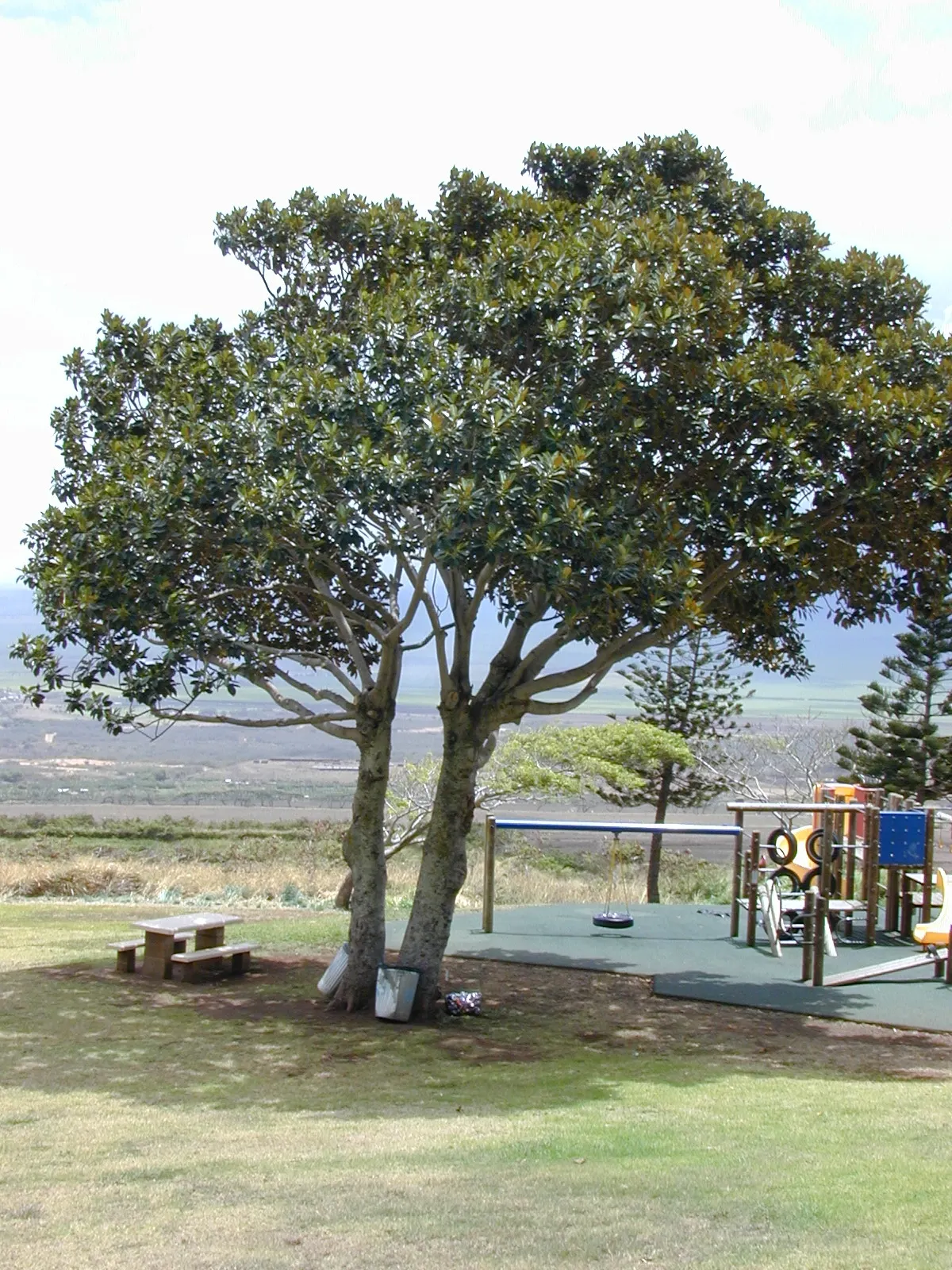 Moreton Bay Fig (Ficus Macrophylla Nitida) — It boasts glossy, leathery leaves that can grow up to 12 inches long, offering robust shade