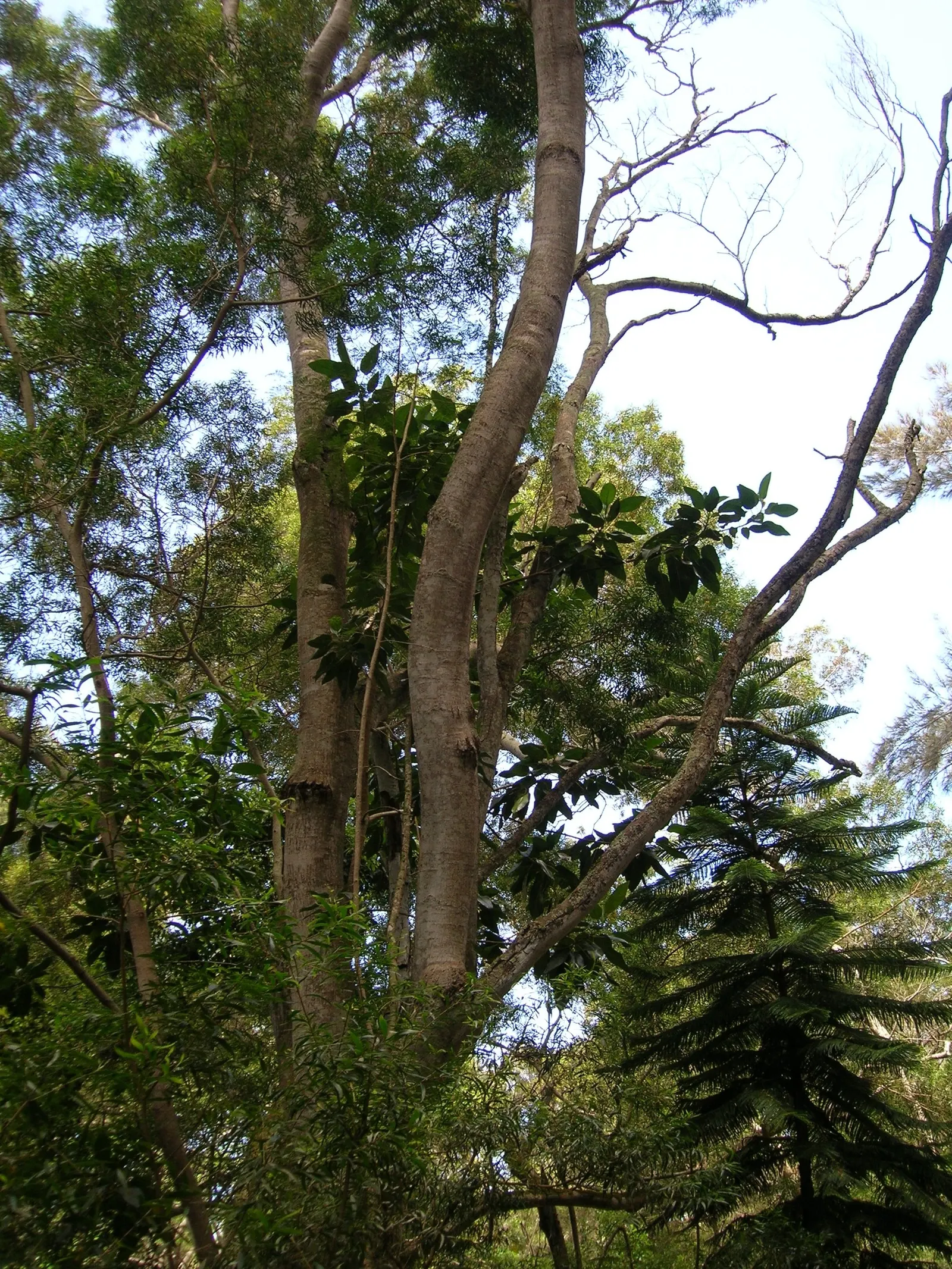 Moreton Bay Fig (Ficus Macrophylla Nitida) — which features buttress roots