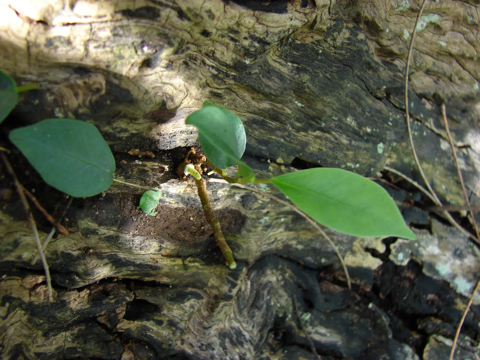 Moreton Bay Fig (Ficus Macrophylla Nitida) — Ideal for large parks or estates, this specimen requires well-drained soil