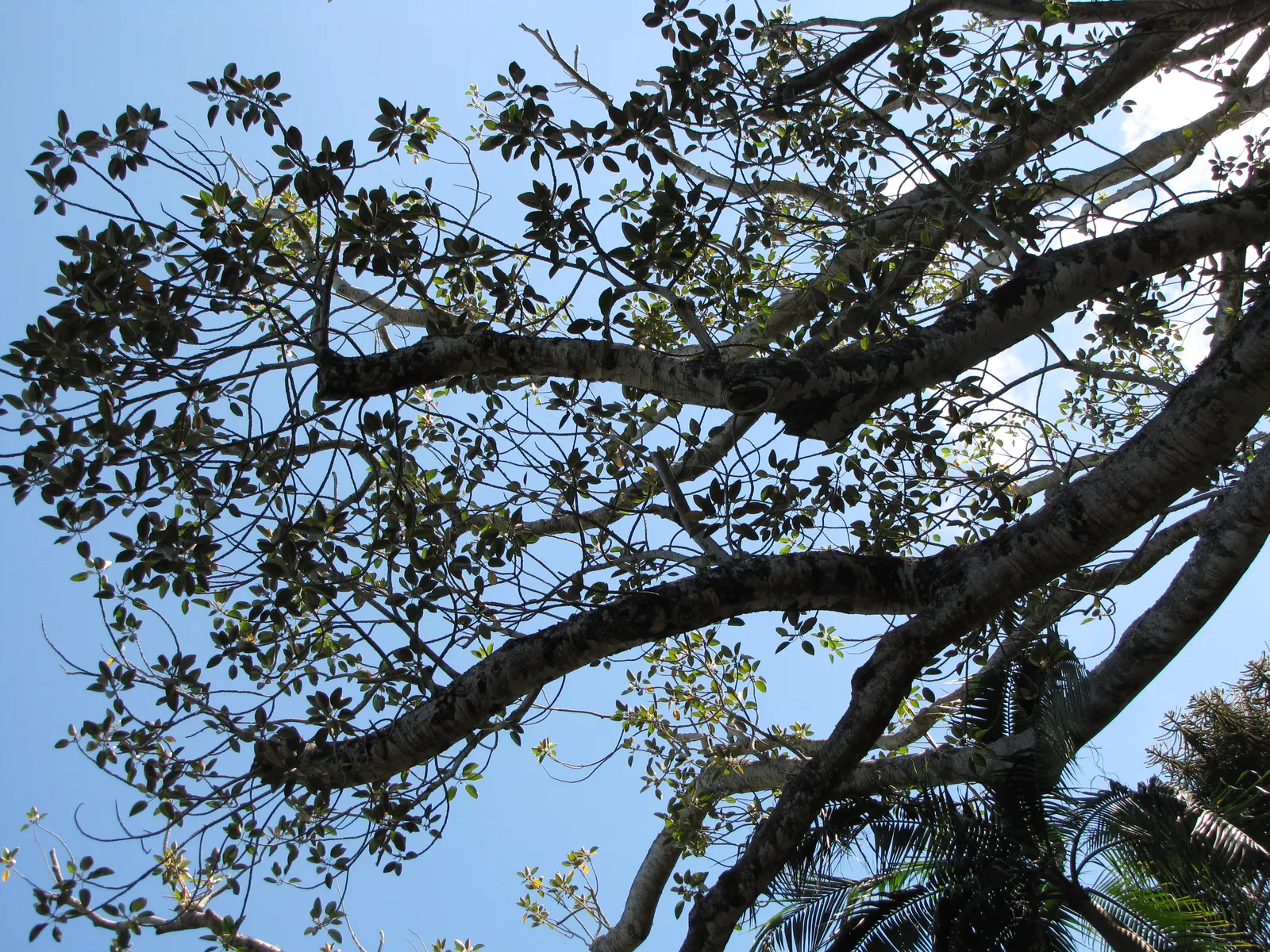 Moreton Bay Fig (Ficus Macrophylla Nitida) — The fig's notable bark and aerial roots also add texture and complexity within garden compositions; note its