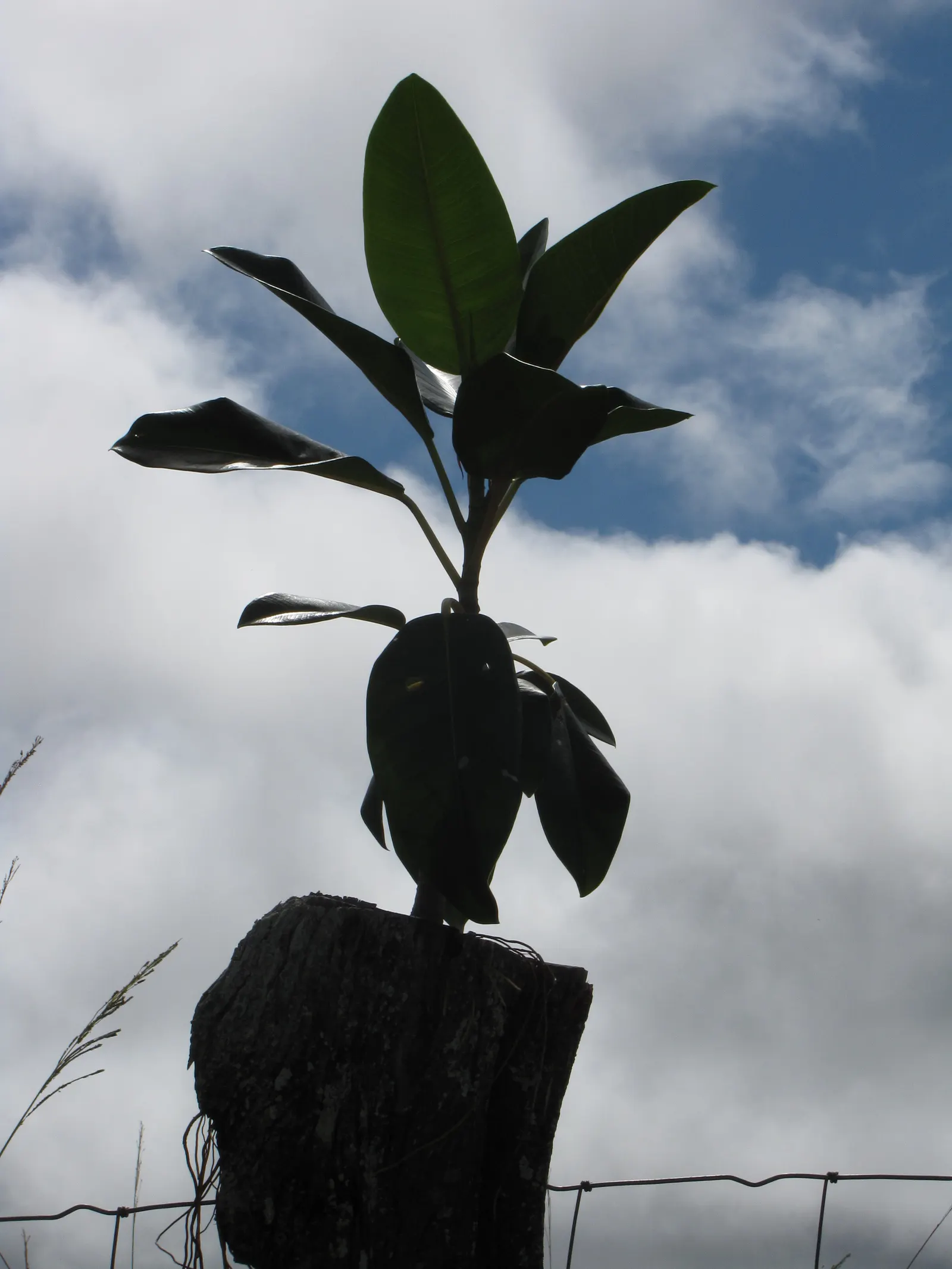Moreton Bay Fig (Ficus Macrophylla Nitida) — The Moreton Bay Fig, or Ficus macrophylla nitida, is a majestic evergreen with a broad, dense canopy; ideal for