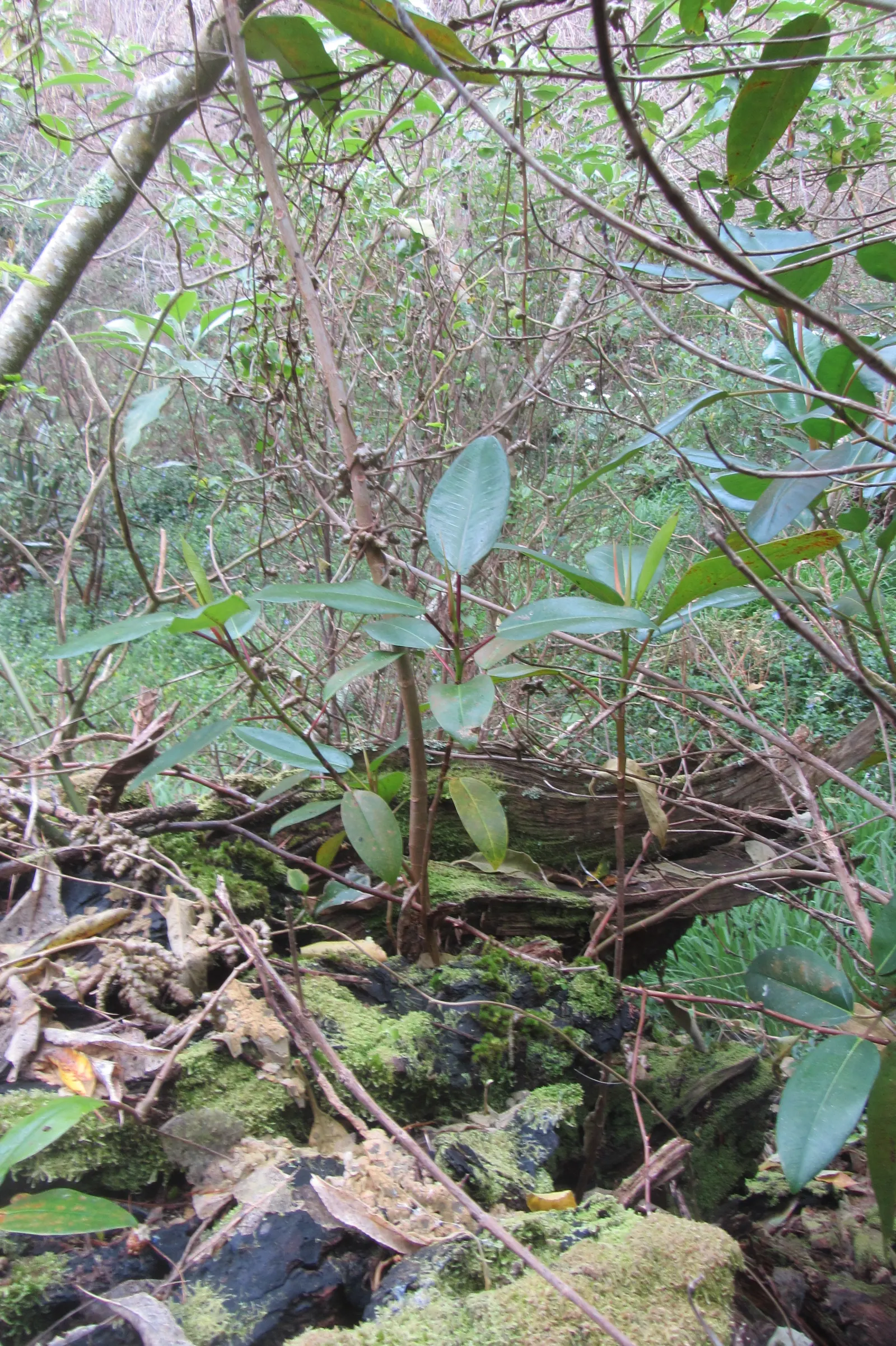 Moreton Bay Fig (Ficus Macrophylla Nitida) — the Moreton Bay Fig creates a dense canopy