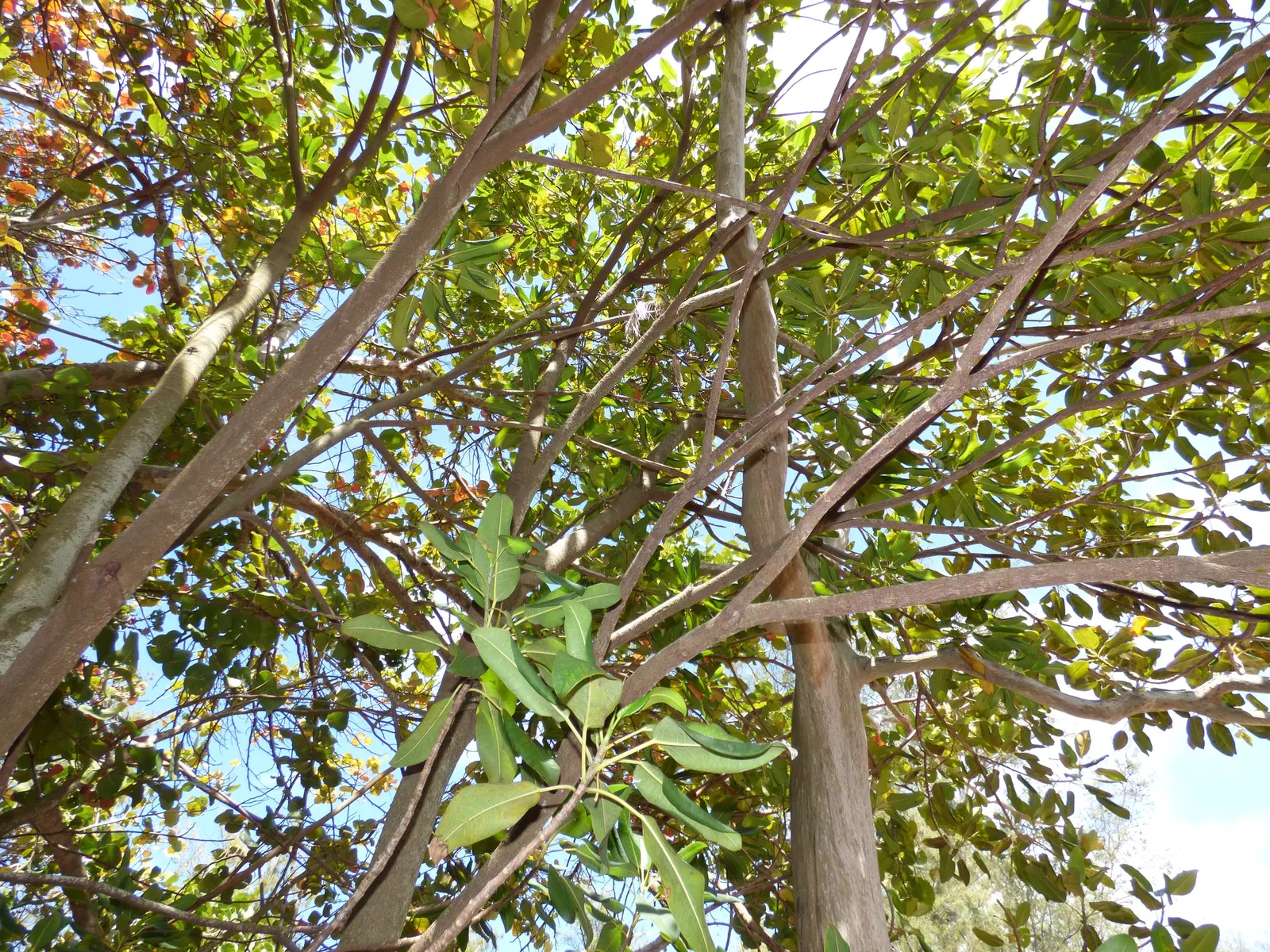 Moreton Bay Fig (Ficus Macrophylla Nitida) — Its aggressive root system; commonly reaching heights of 50 to 80 feet