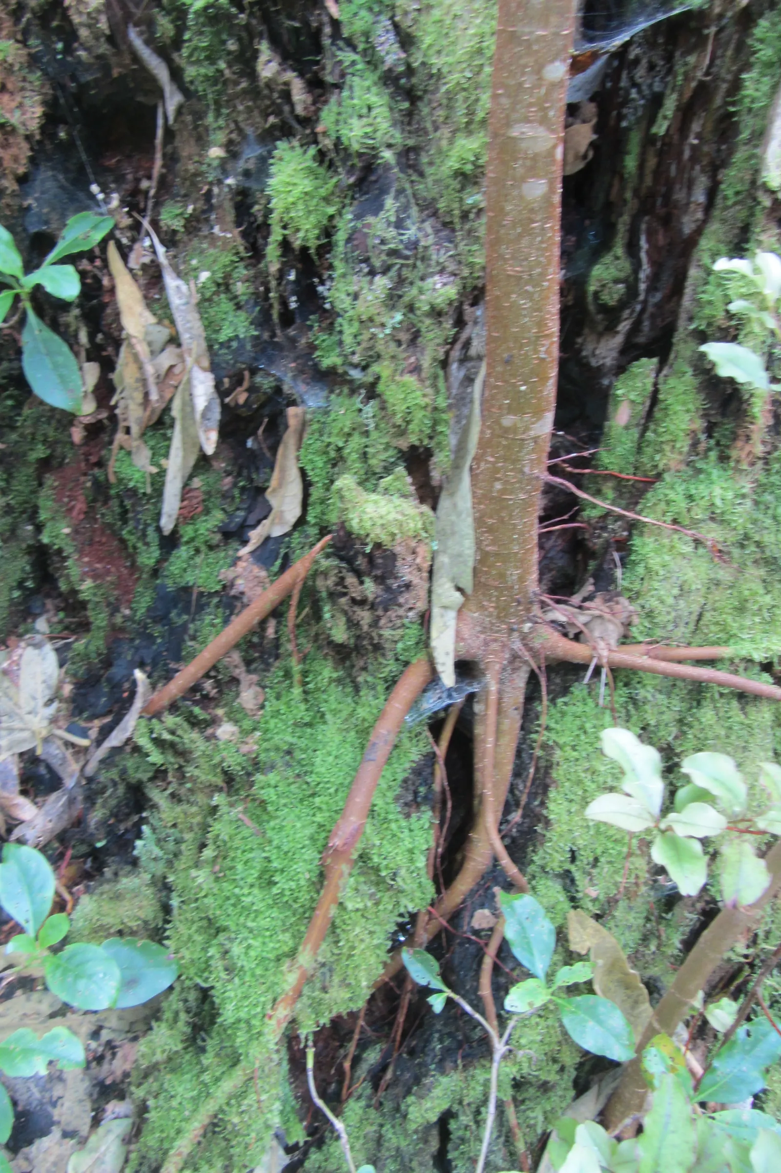 Moreton Bay Fig (Ficus Macrophylla Nitida) — Note its aggressive roots can disrupt nearby structures; which can grow up to 10 inches in length