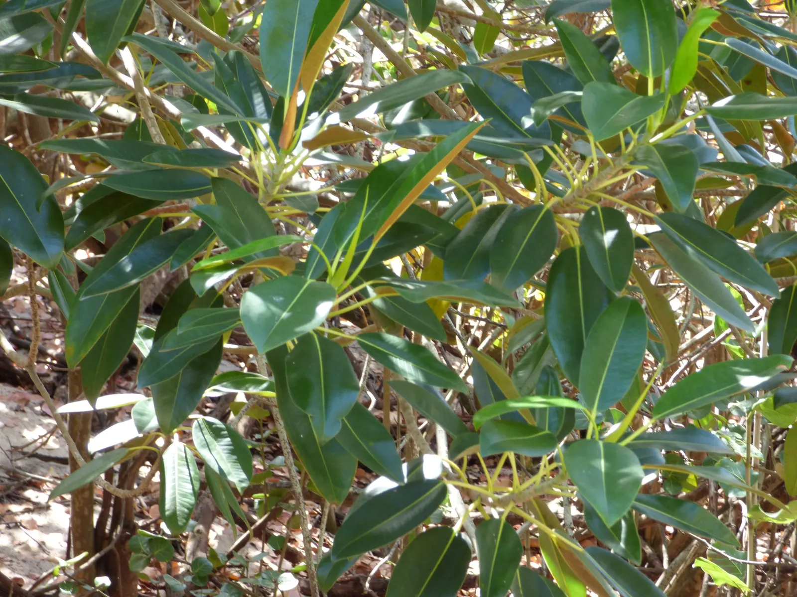 Moreton Bay Fig (Ficus Macrophylla Nitida) — It boasts glossy, leathery leaves that can grow up to 12 inches long, offering robust shade; the Moreton Bay Fig