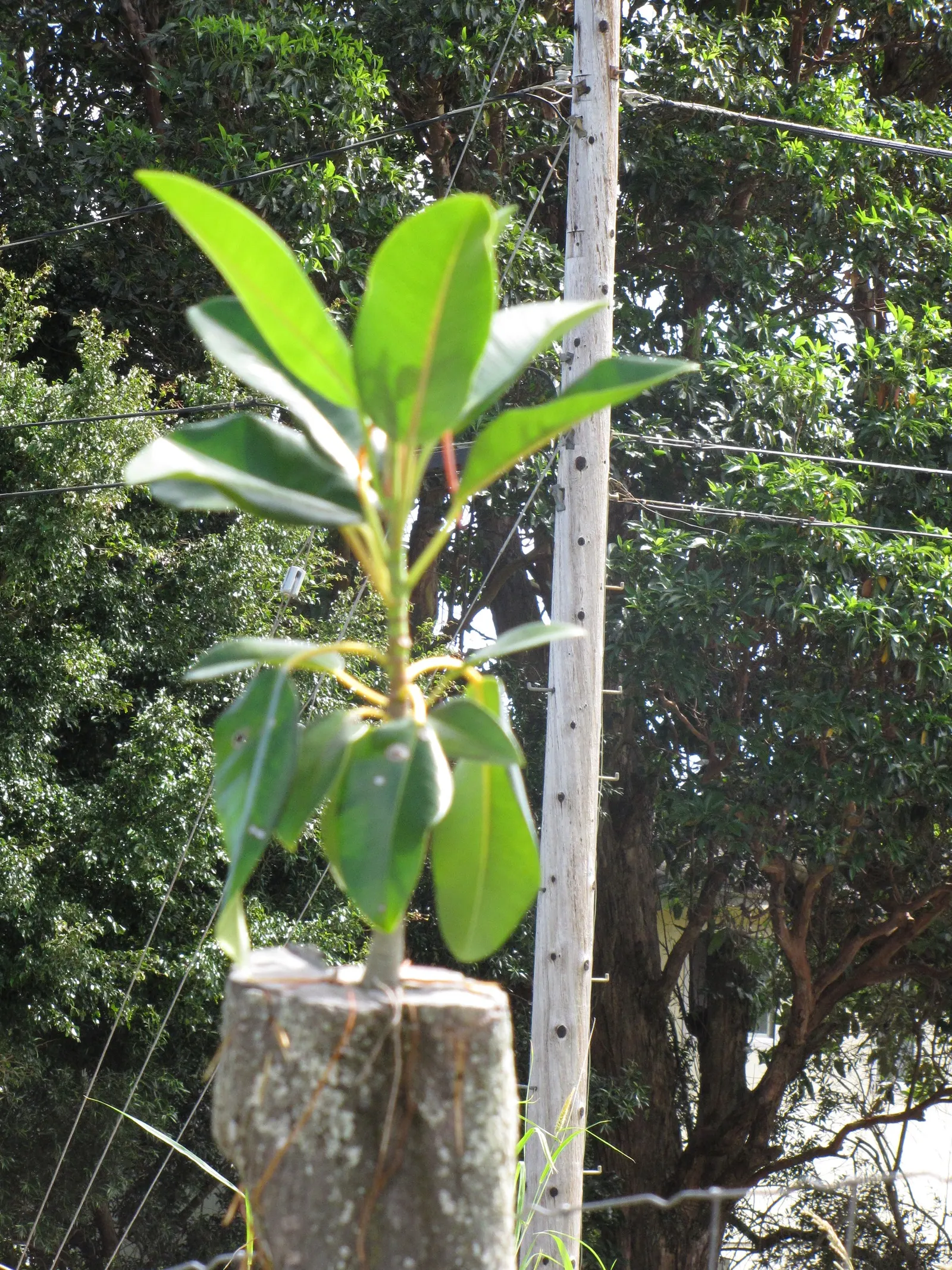 Moreton Bay Fig (Ficus Macrophylla Nitida) — consider that this tree is as broad as it is tall
