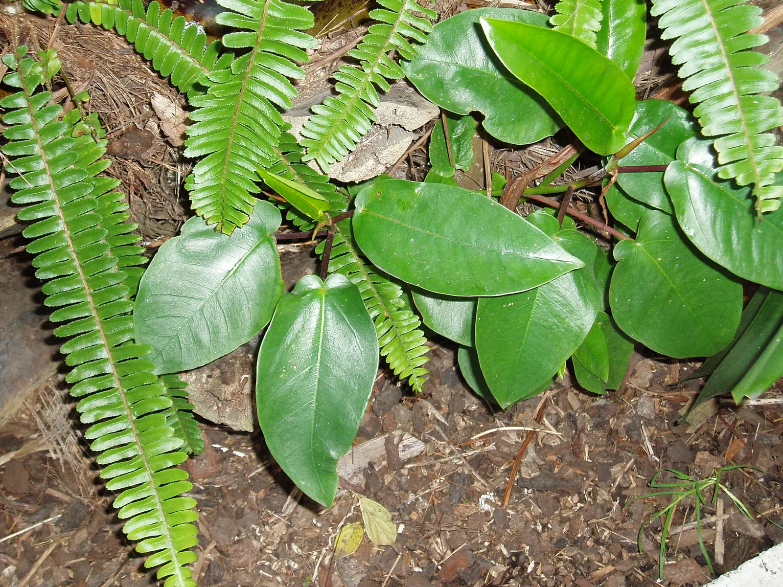 Moreton Bay Fig (Ficus Macrophylla Nitida) — With its vast root system, allocate ample space in the design - mature specimens can spread 100-150, image 47
