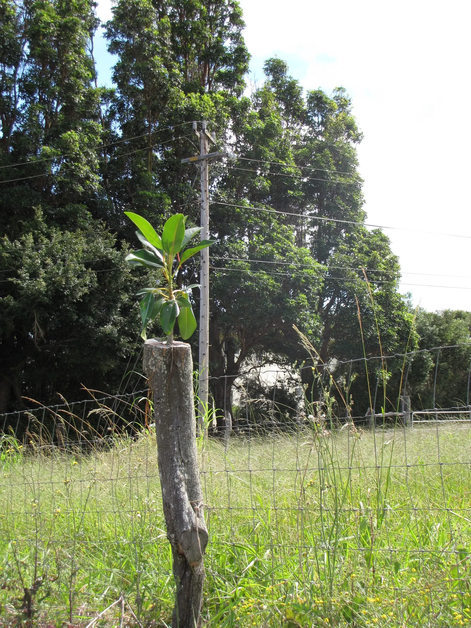 Moreton Bay Fig (Ficus Macrophylla Nitida) — is a majestic and versatile evergreen; it boasts glossy, leathery leaves that can grow up to 12 inches long