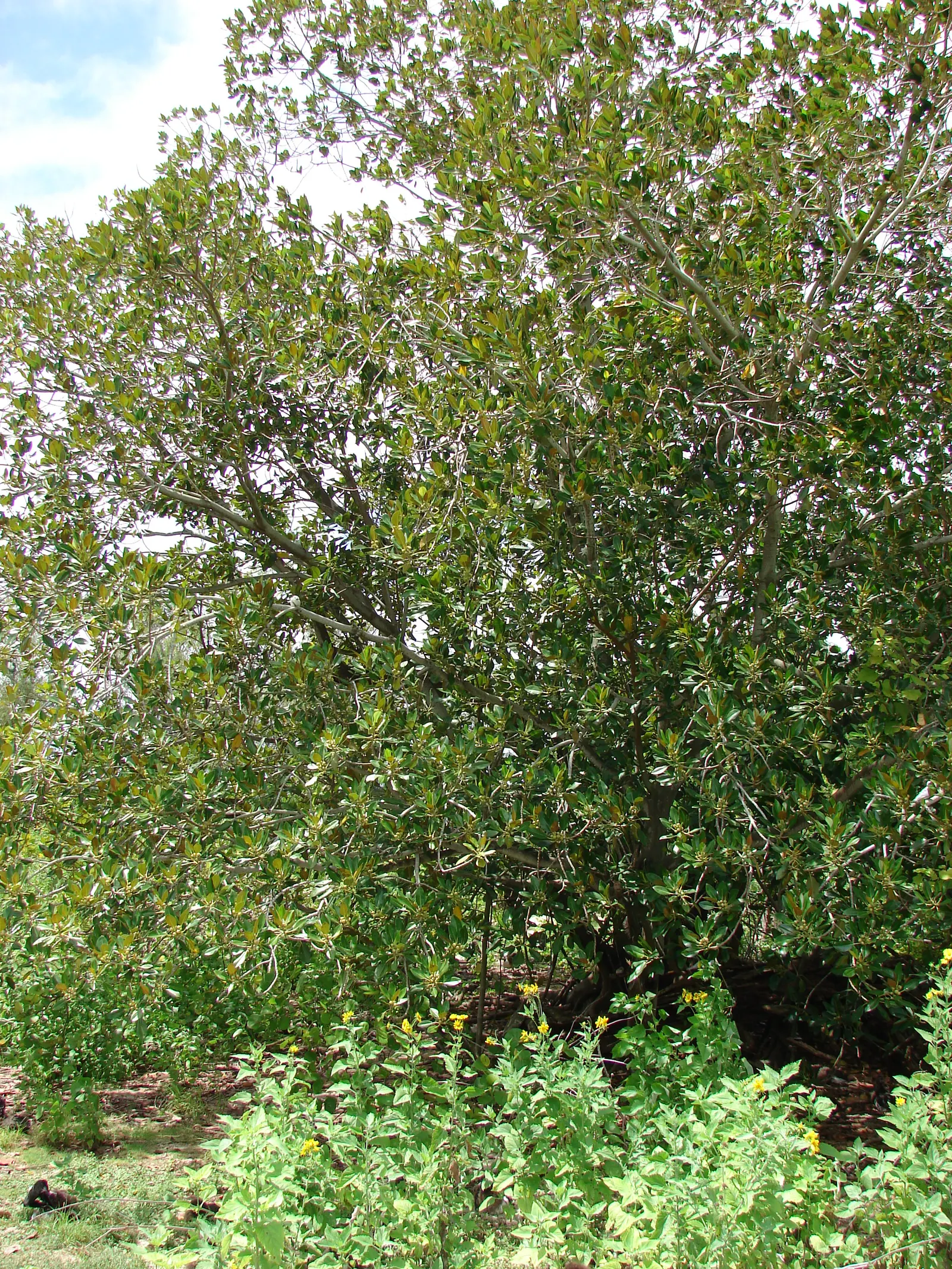 Moreton Bay Fig (Ficus Macrophylla Nitida) — which can grow up to 10 inches in length; the Moreton Bay Fig, or Ficus macrophylla nitida, is a majestic