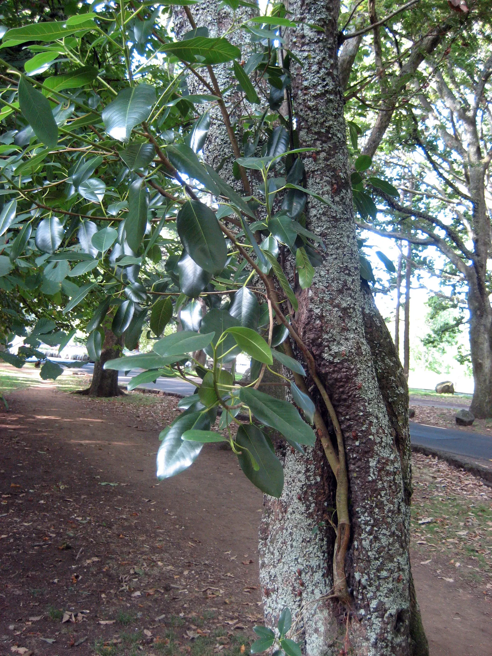 Moreton Bay Fig (Ficus Macrophylla Nitida) — tree for full or half or shade; however, due to its size, it is more suitable for larger estates or public parks