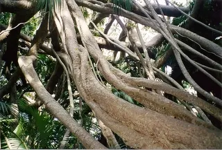 Moreton Bay Fig (Ficus Macrophylla Nitida) — The Moreton Bay Fig, or Ficus macrophylla nitida, is a majestic evergreen with a broad, dense canopy