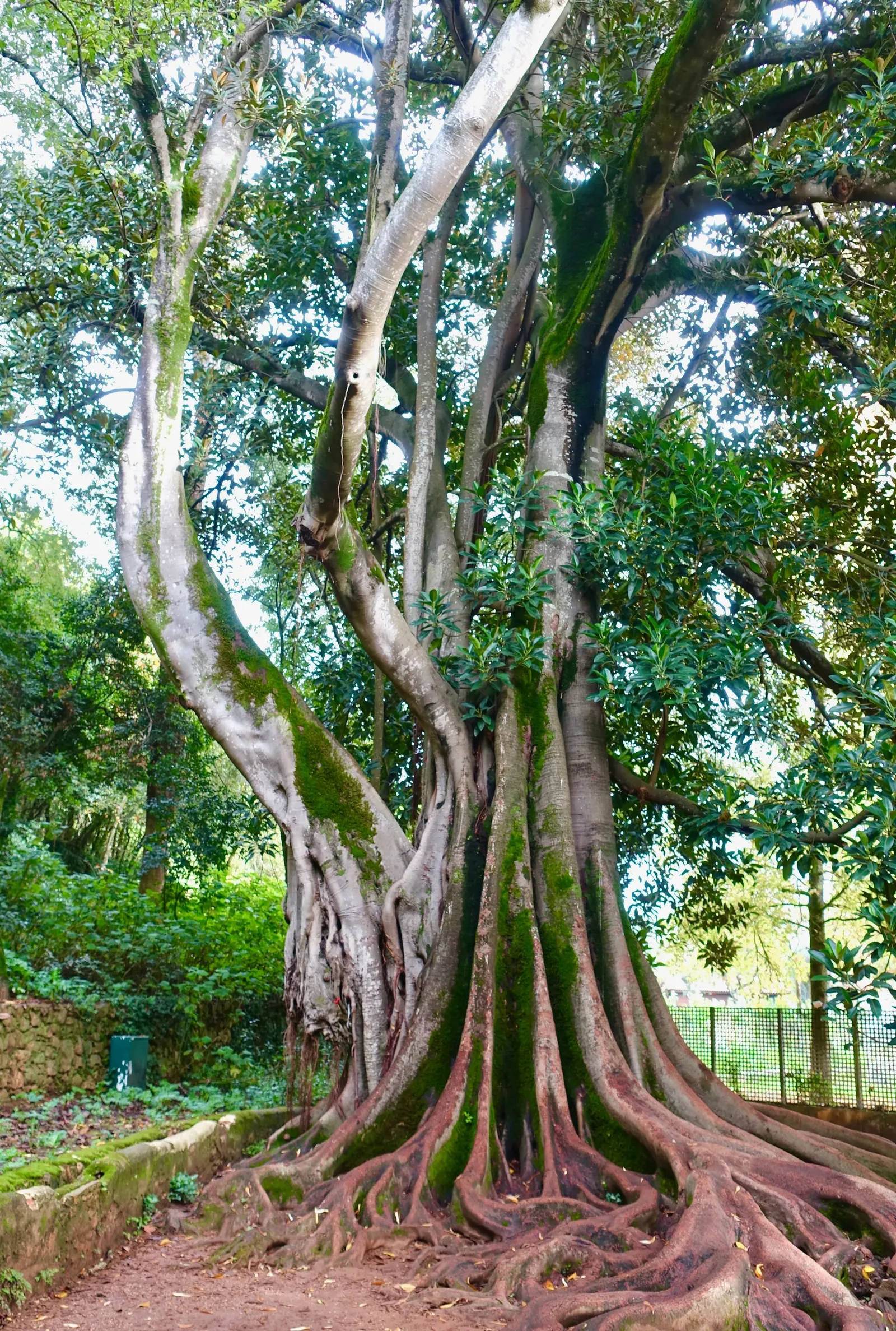 Moreton Bay Fig (Ficus Macrophylla Nitida) — With its vast root system, allocate ample space in the design - mature specimens can spread 100-150 feet wide; the