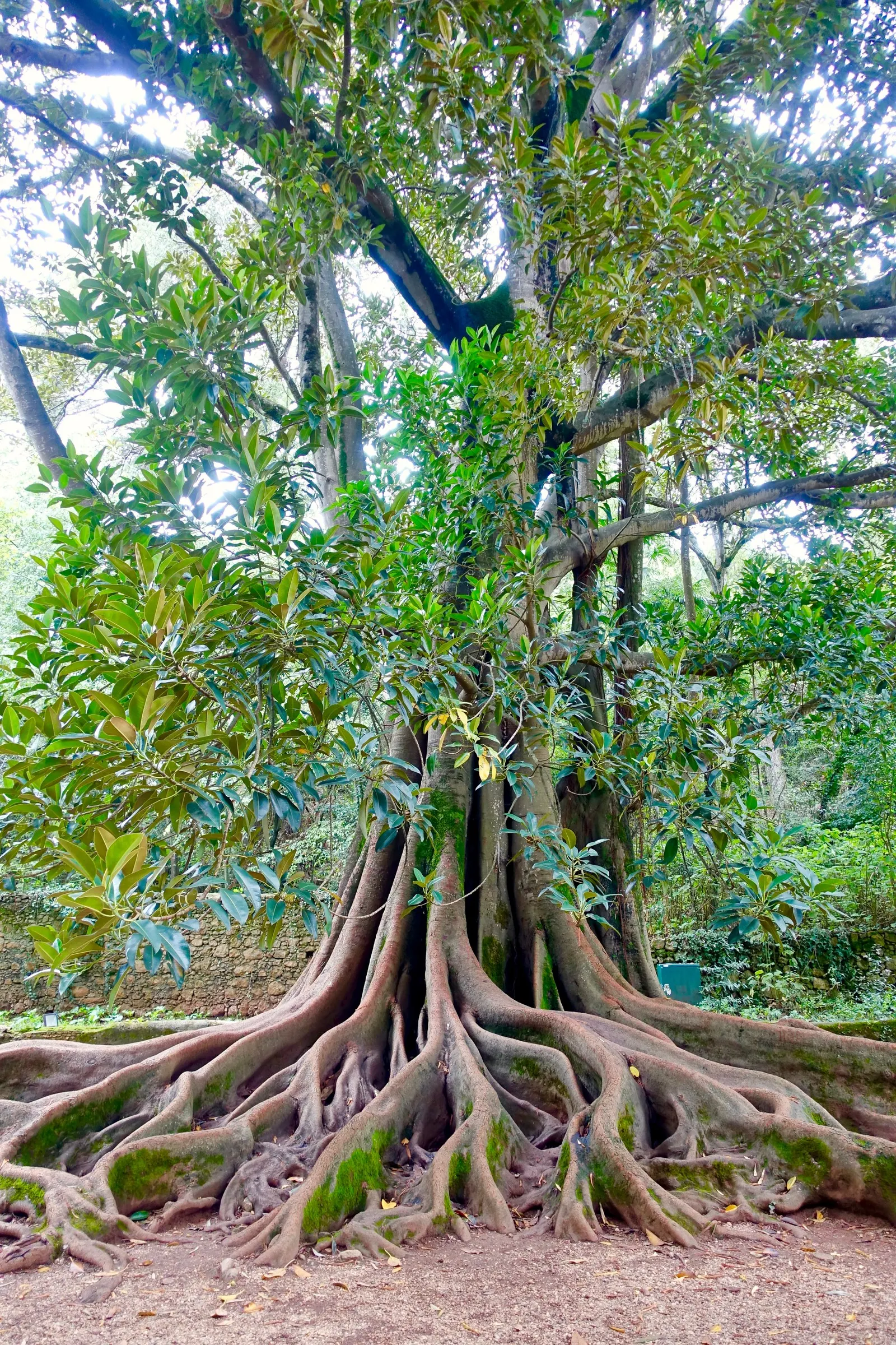 Moreton Bay Fig (Ficus Macrophylla Nitida) — Ideal for large parks or estates, this specimen requires well-drained soil; with its vast root system, allocate