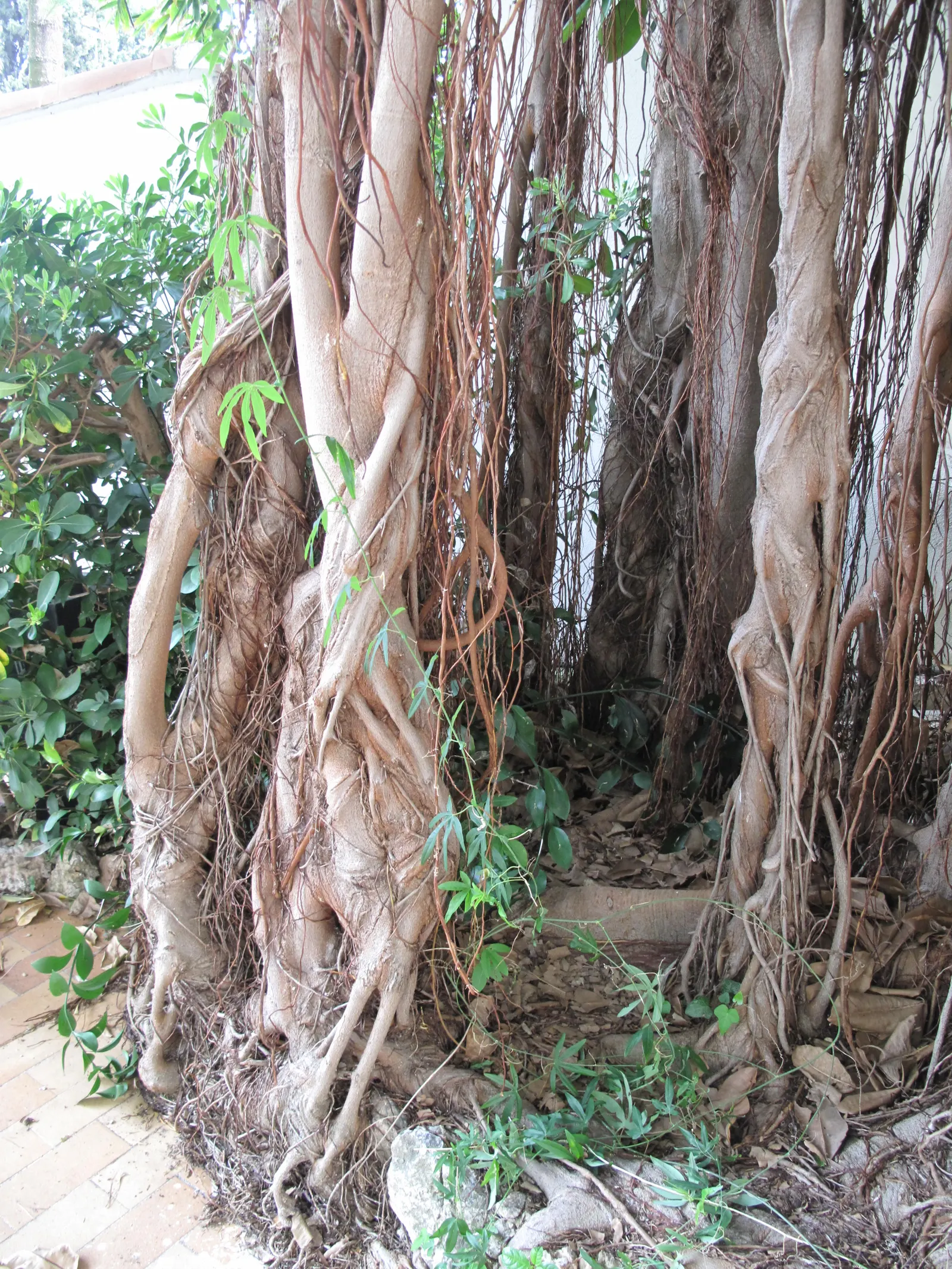 Moreton Bay Fig (Ficus Macrophylla Nitida) — offering a year-round interest; often spanning a breadth of 100 to 150 feet at maturity