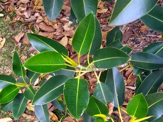 Moreton Bay Fig (Ficus Macrophylla Nitida) — tree for full or half or shade