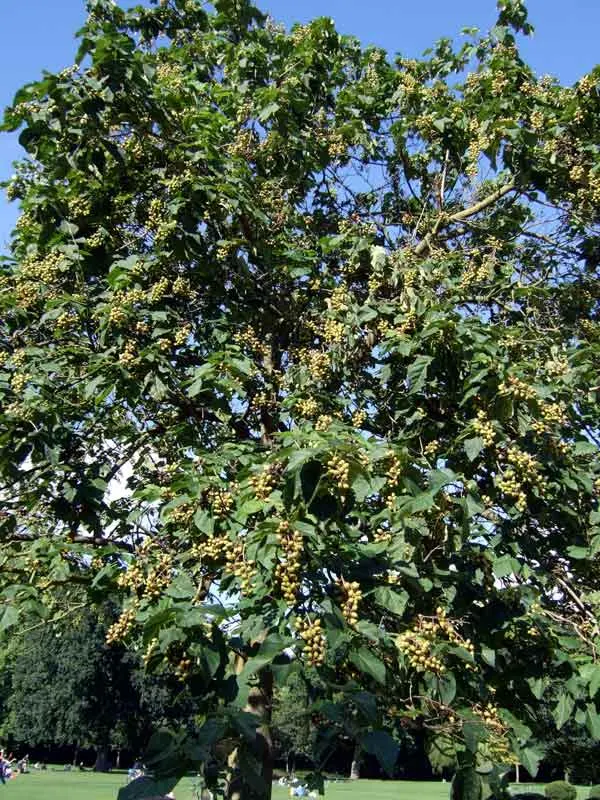Empress Tree (Paulownia Tomentosa) — This deciduous tree can soar to heights ranging from 30 to 50 feet; the Empress Tree (Paulownia tomentosa)