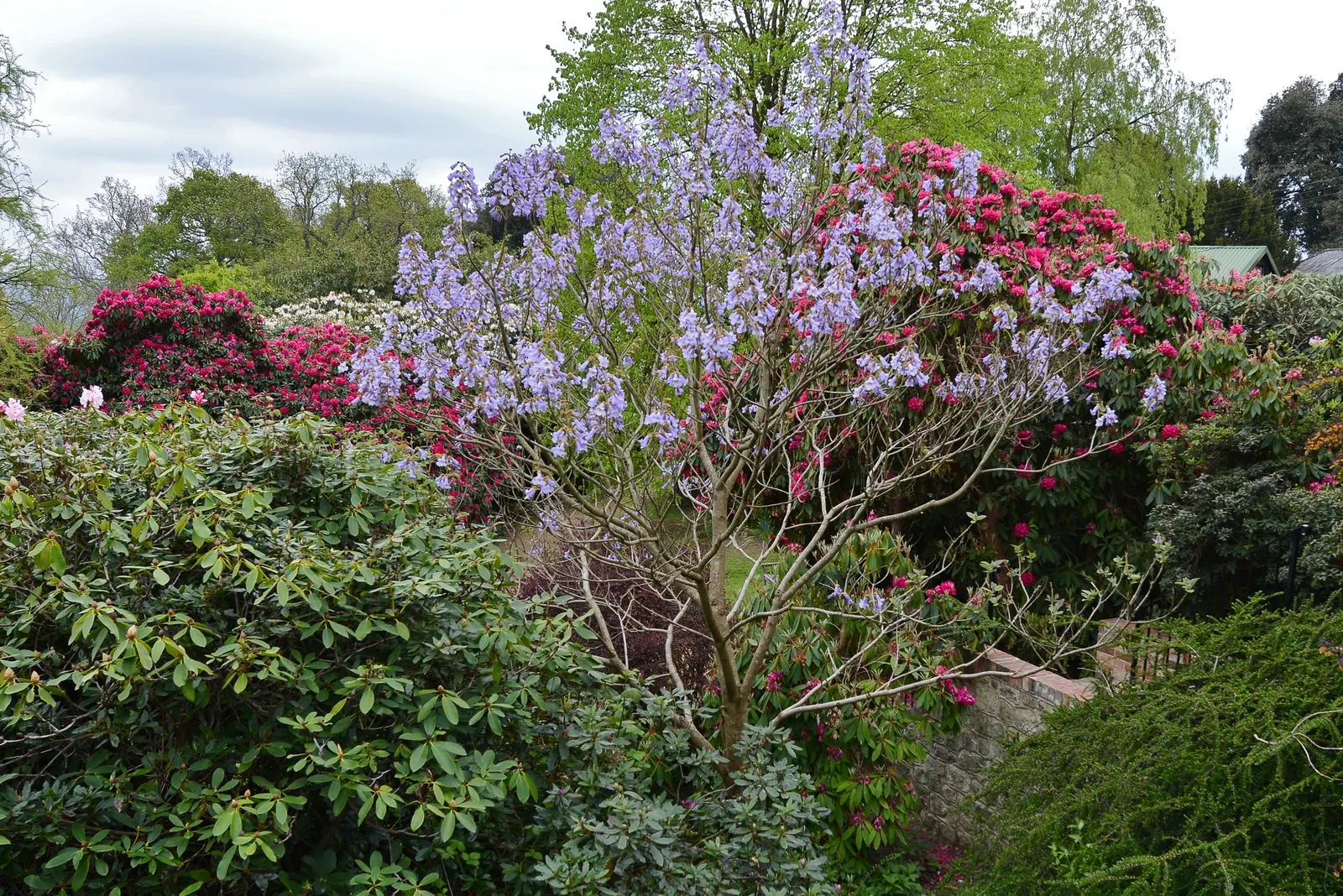 Empress Tree (Paulownia Tomentosa) — the Empress Tree is an exceptional choice