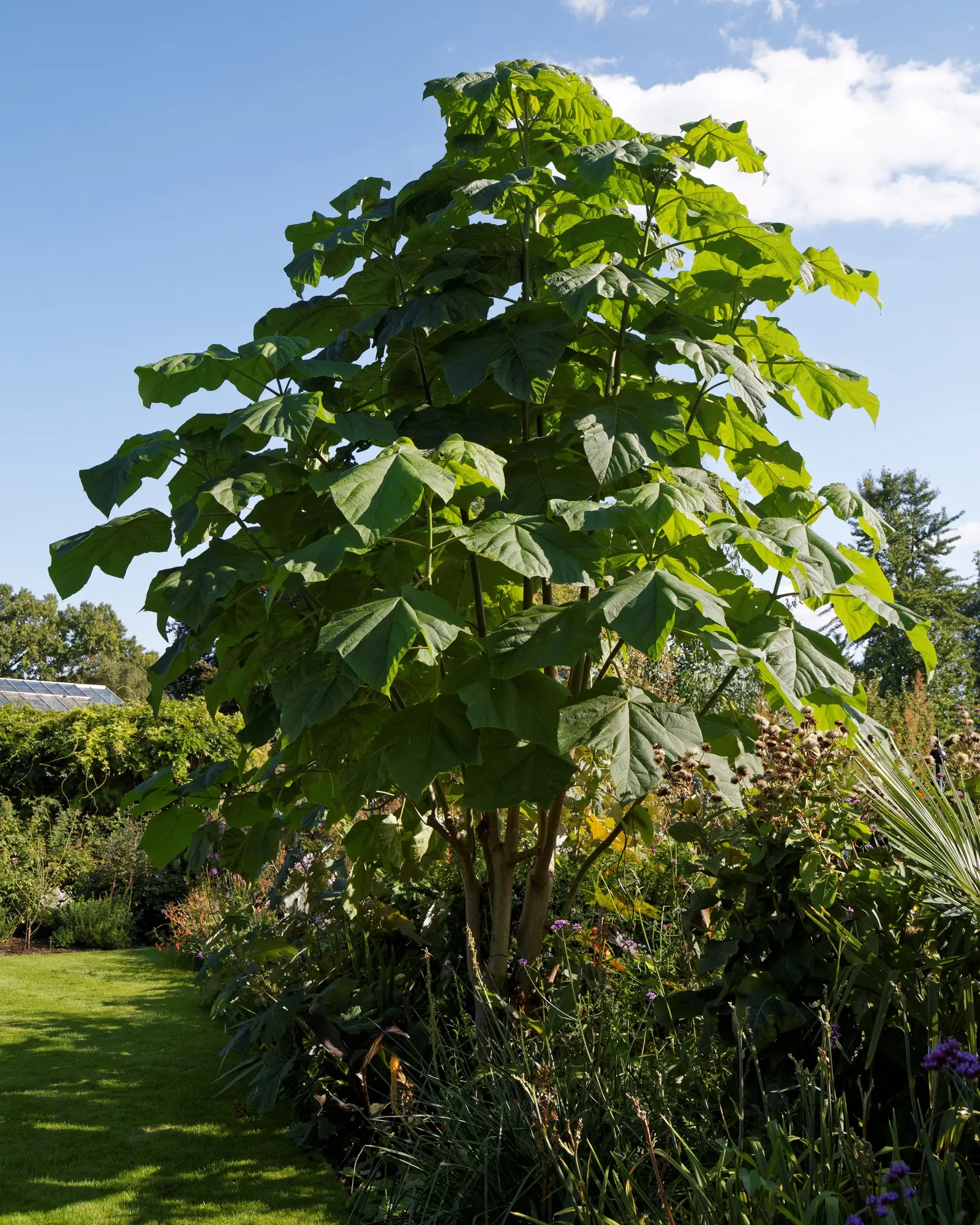 Empress Tree (Paulownia Tomentosa) — offering a dense canopy that provides ample shade in the summer months; with sizes ranging from 5 to 12 inches across