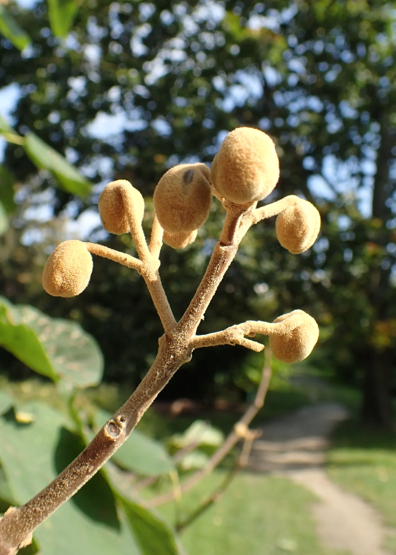Empress Tree (Paulownia Tomentosa) — and is renowned for its astonishing growth rate and impressive canopy; though adaptable to a variety of soil, image 53